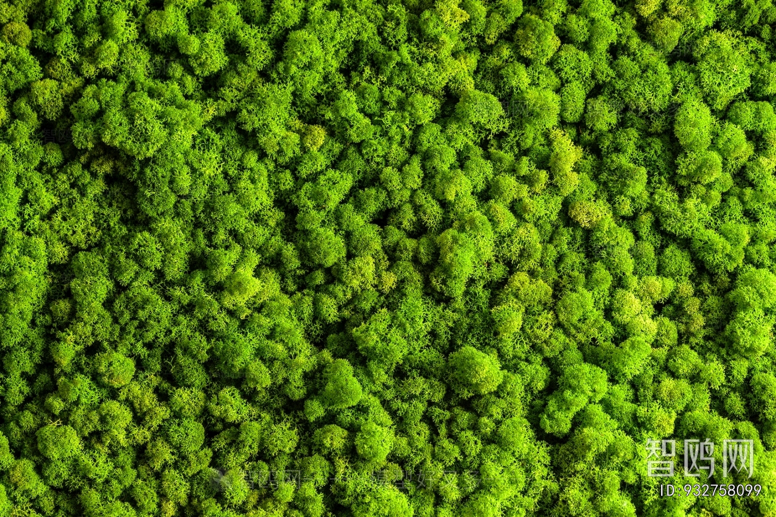 Grass