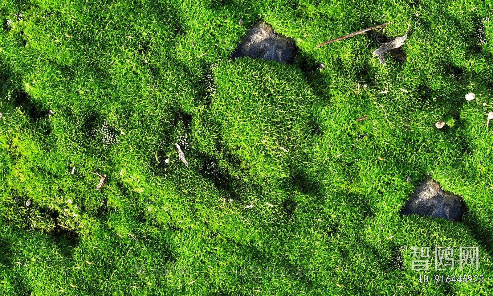 Grass
