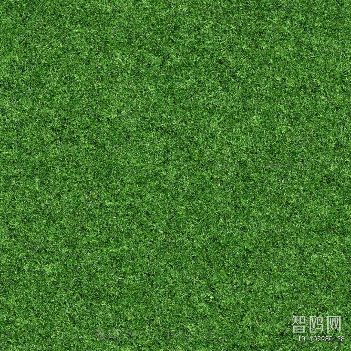 Grass
