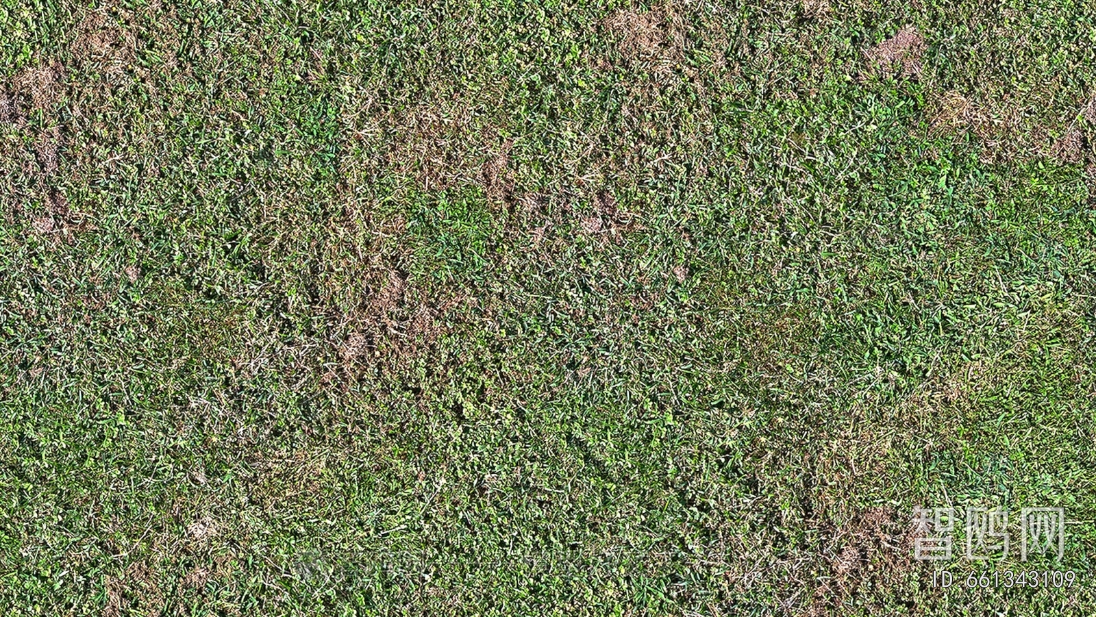 Grass