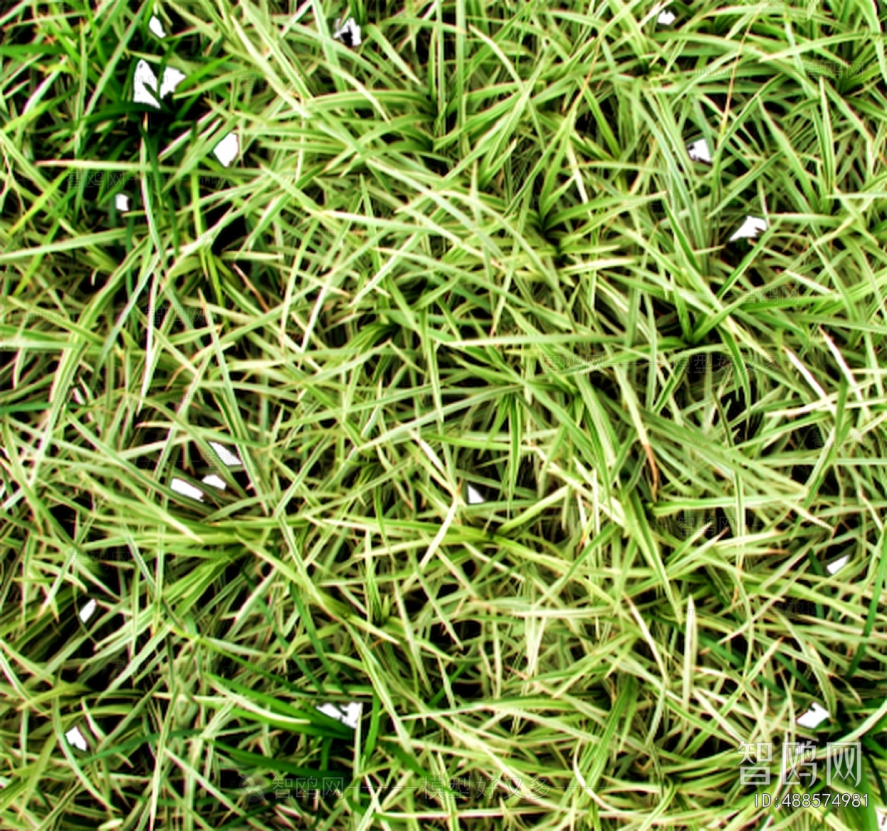 Grass