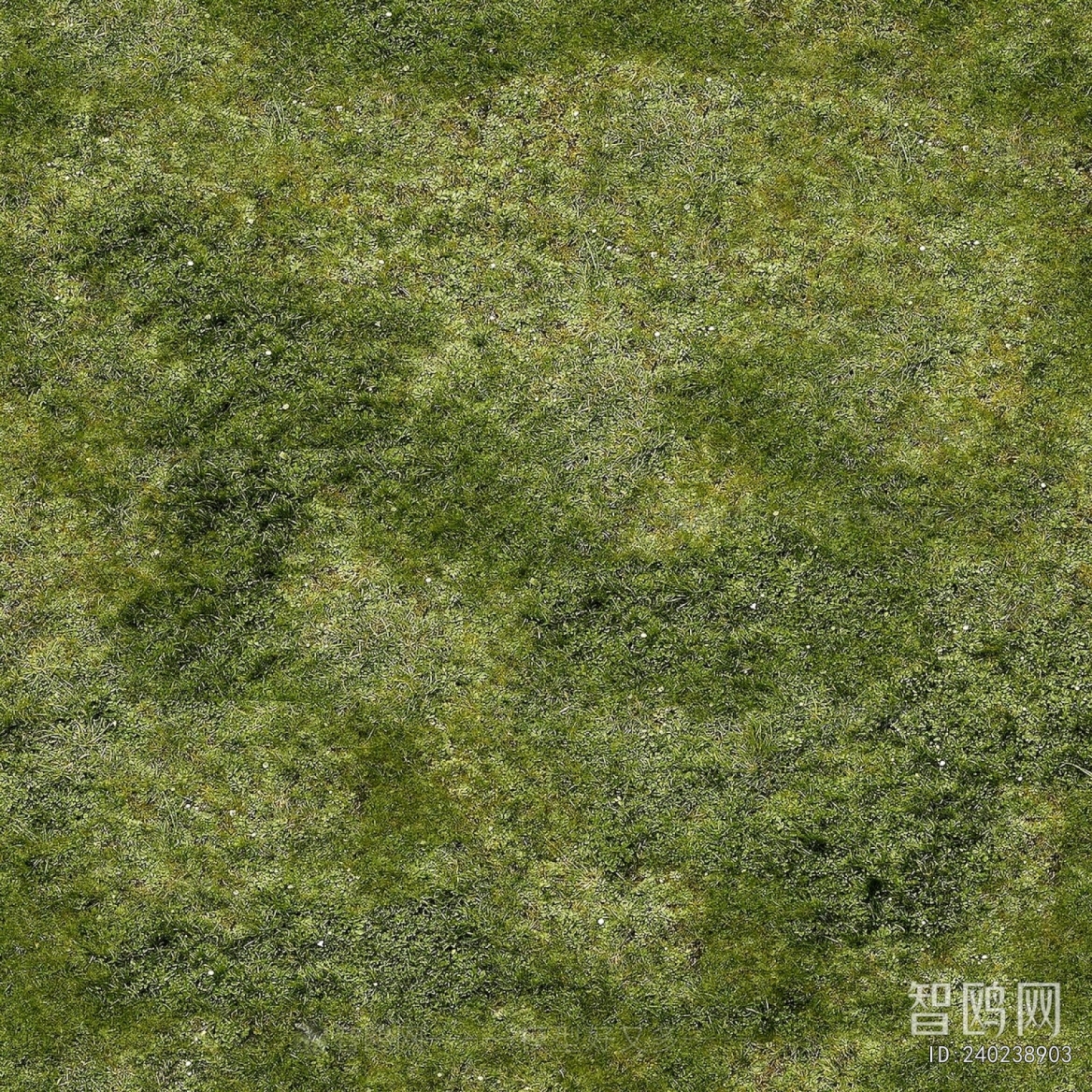 Grass