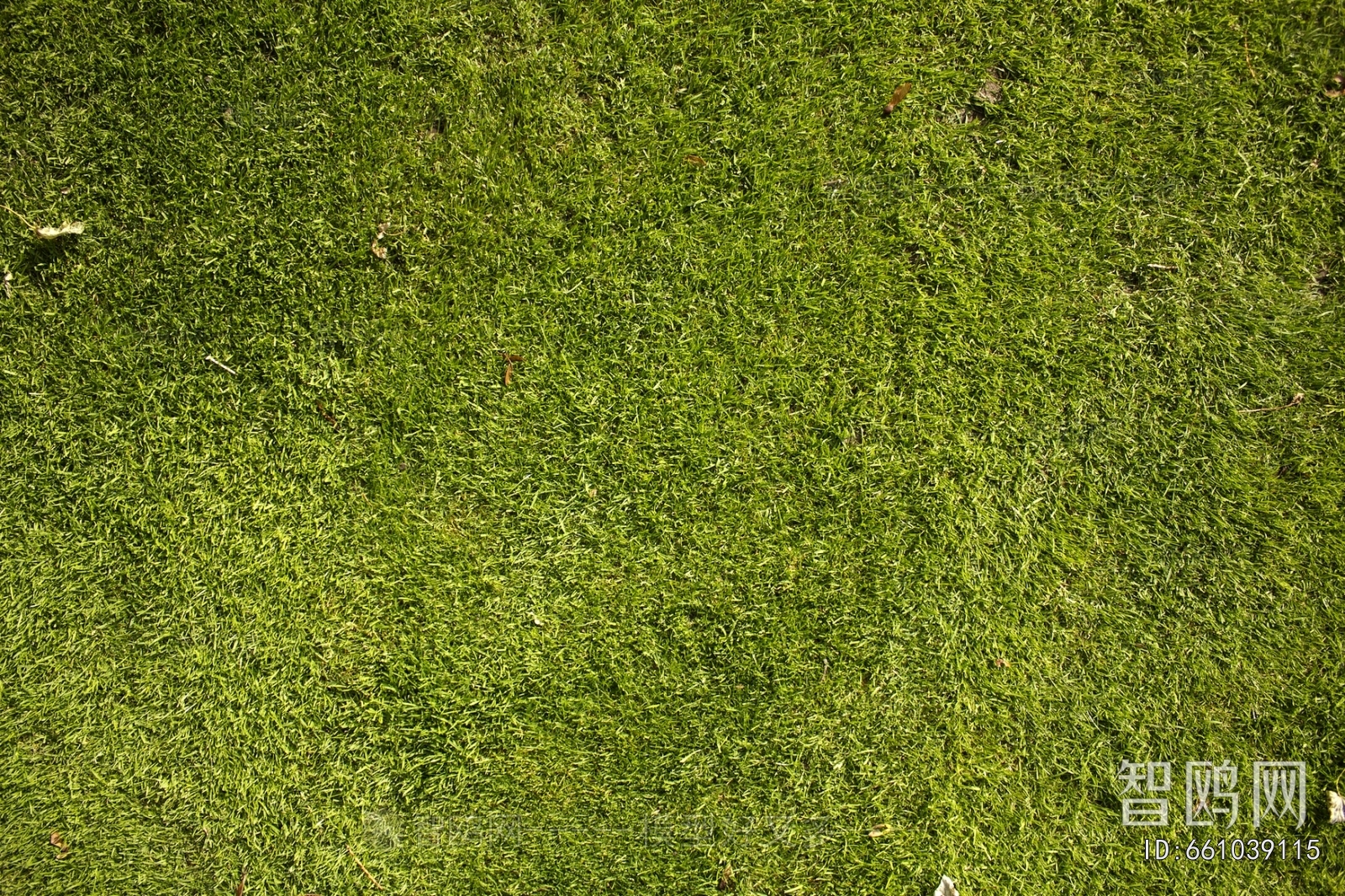 Grass