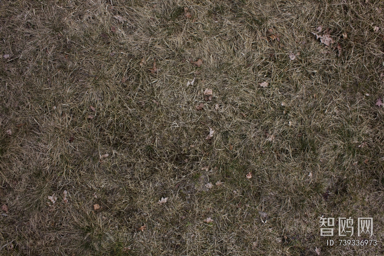 Grass