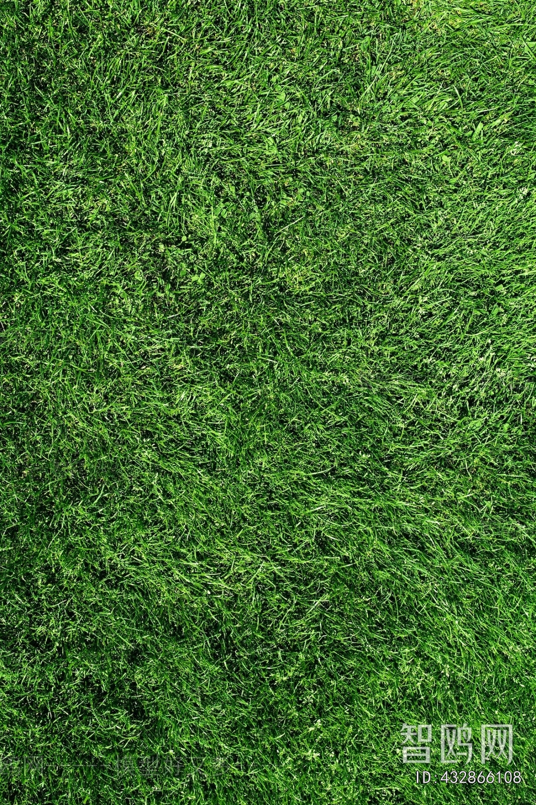 Grass