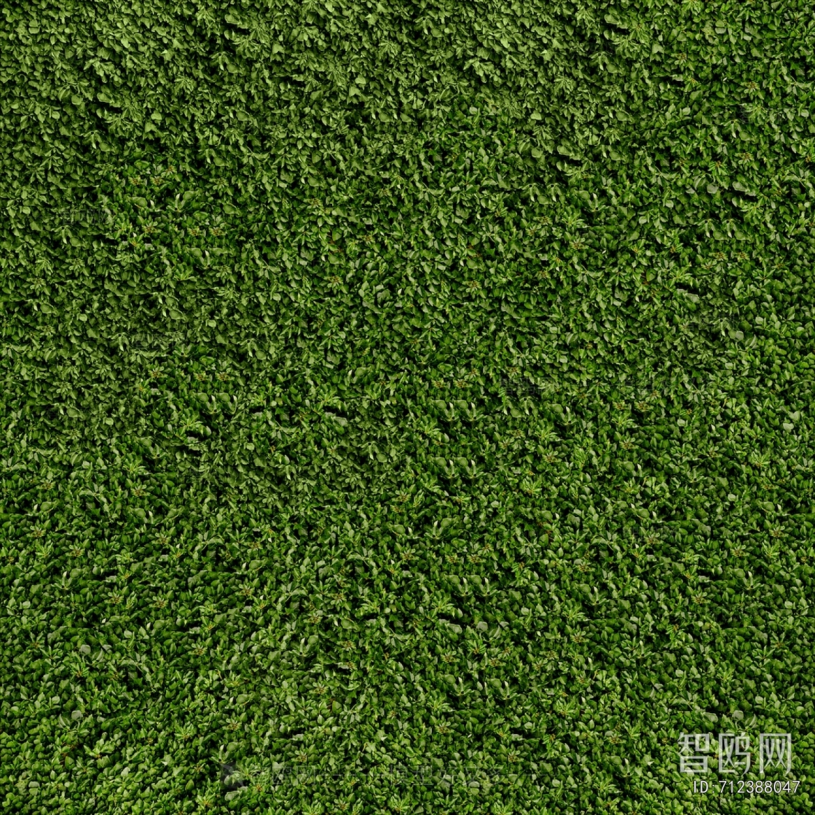 Grass