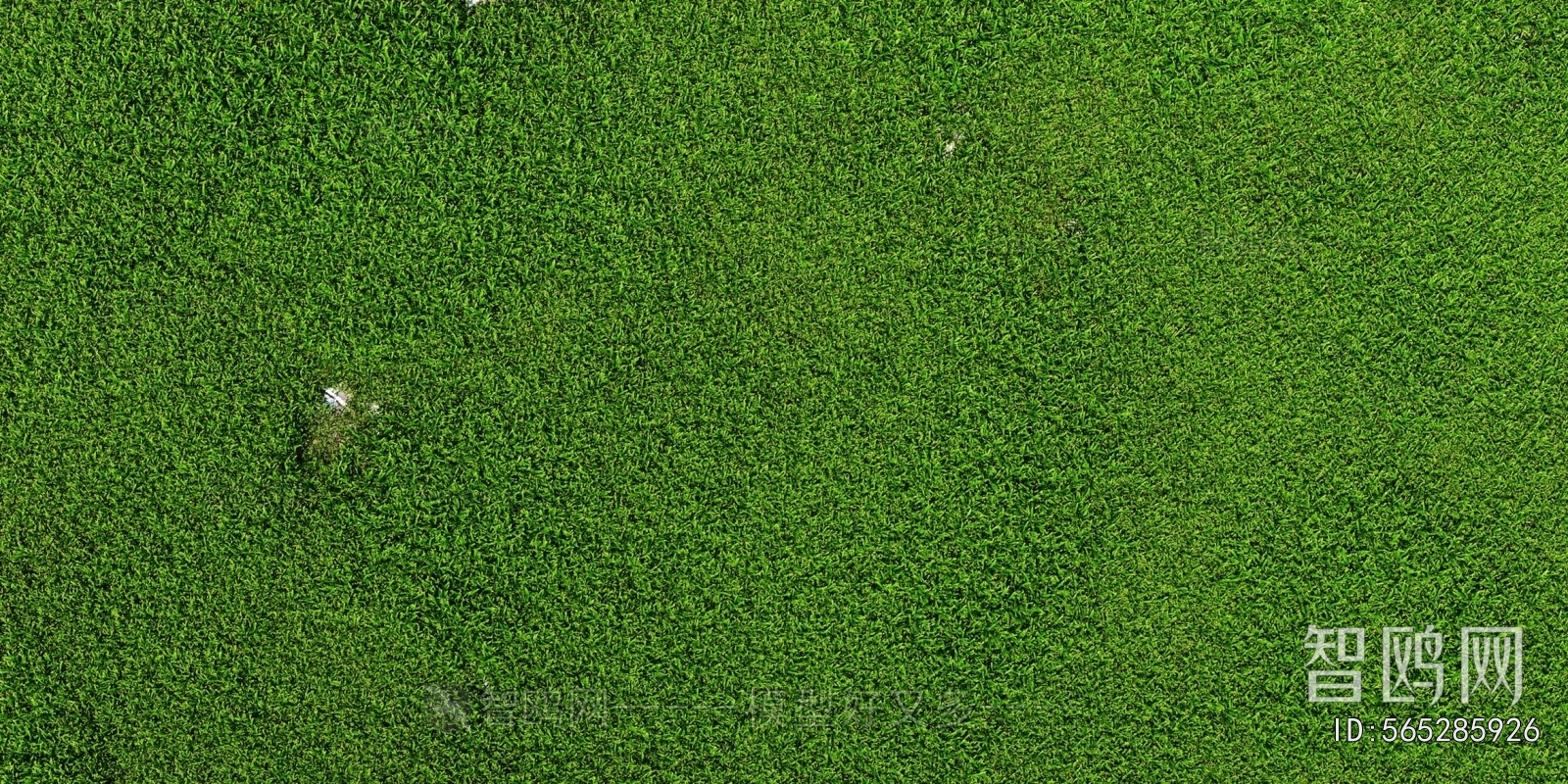 Grass