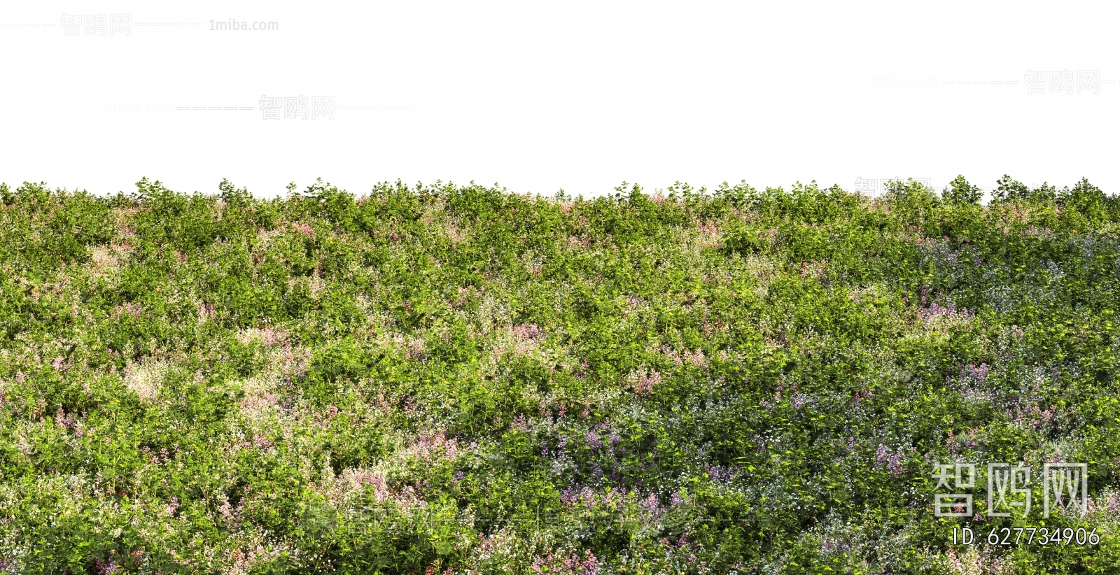 Grass