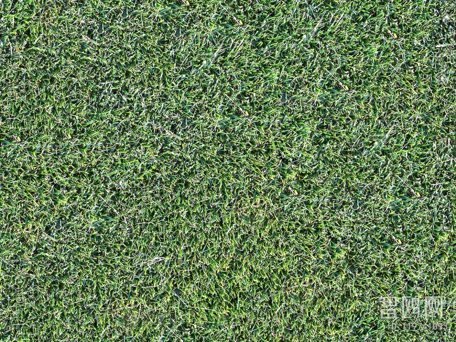Grass