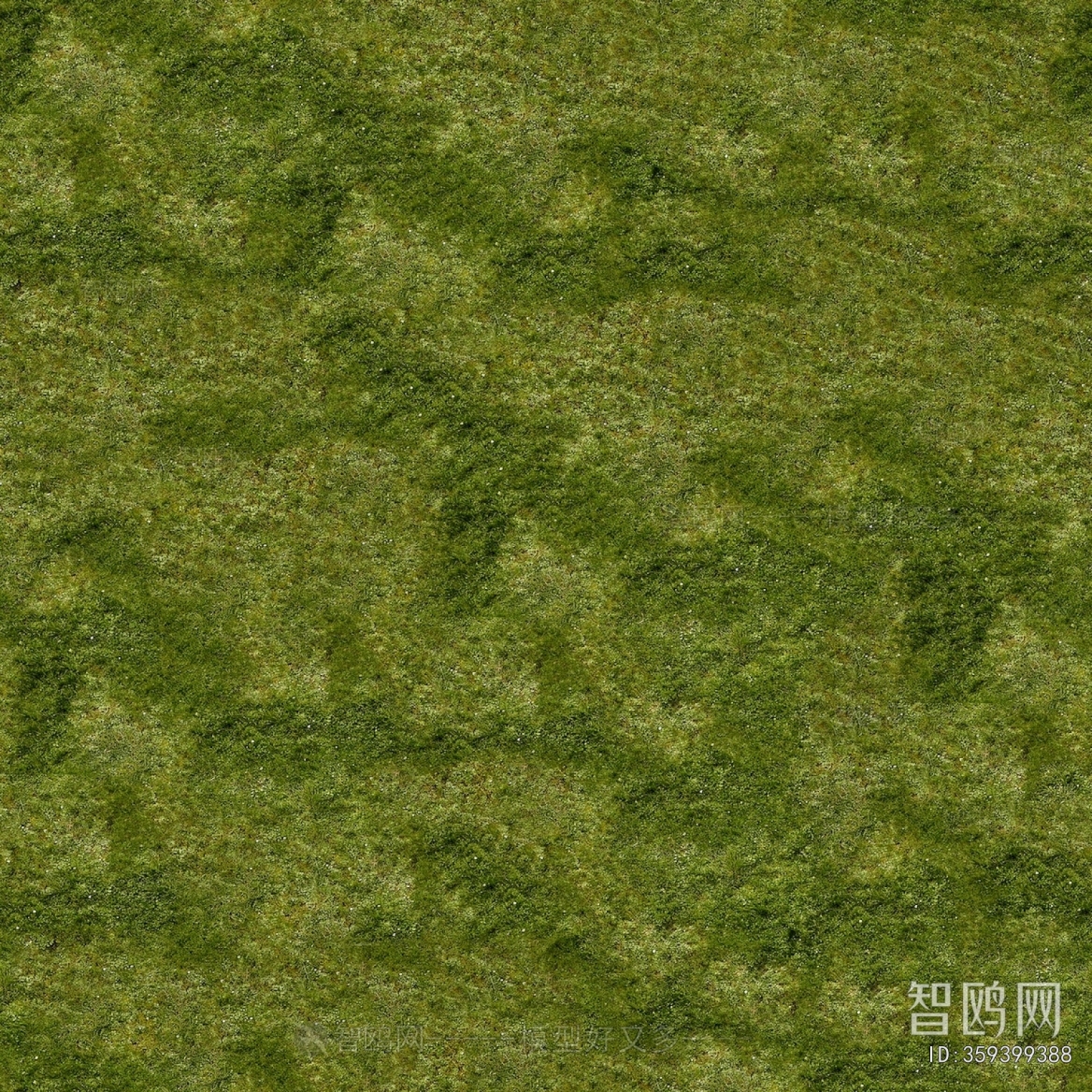Grass