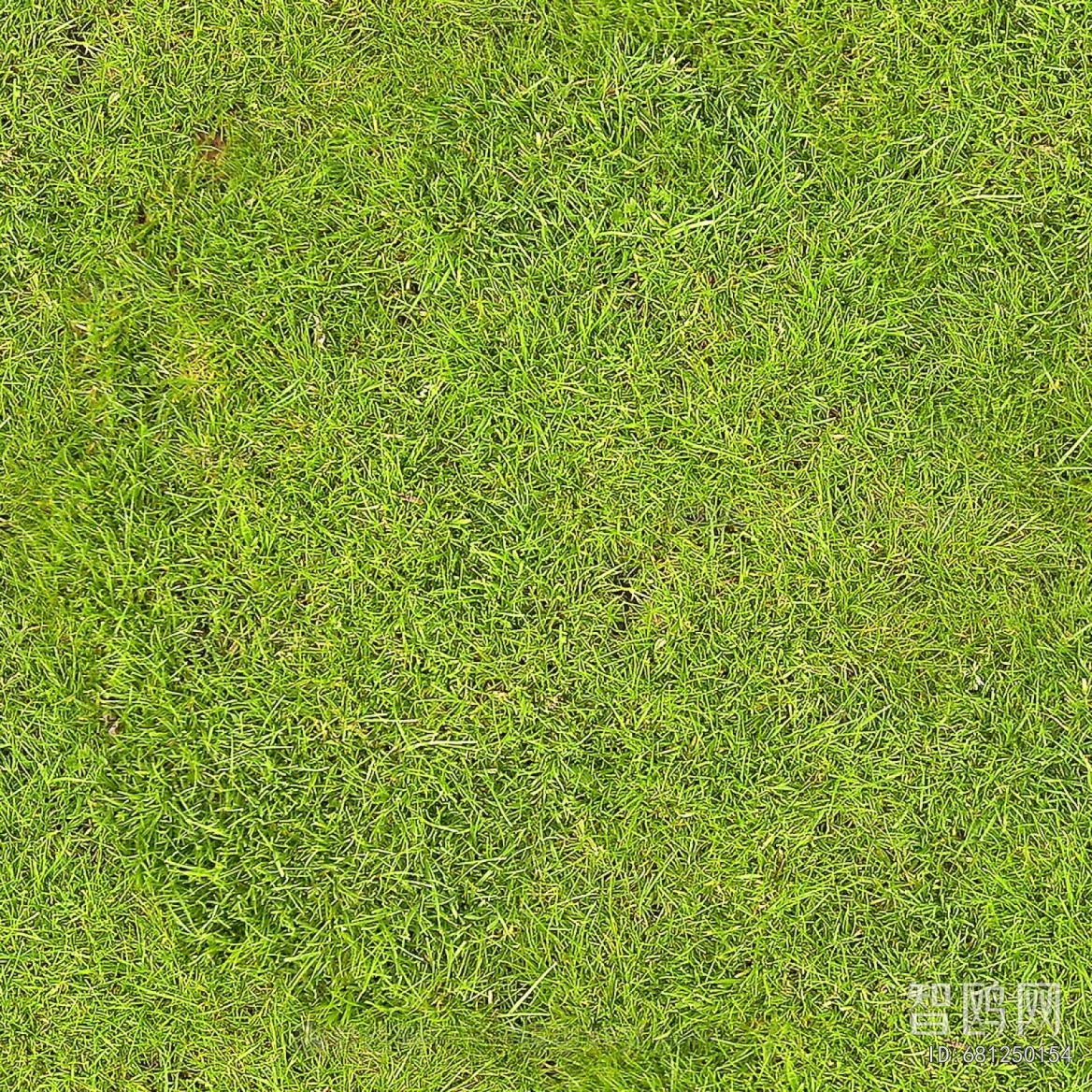 Grass