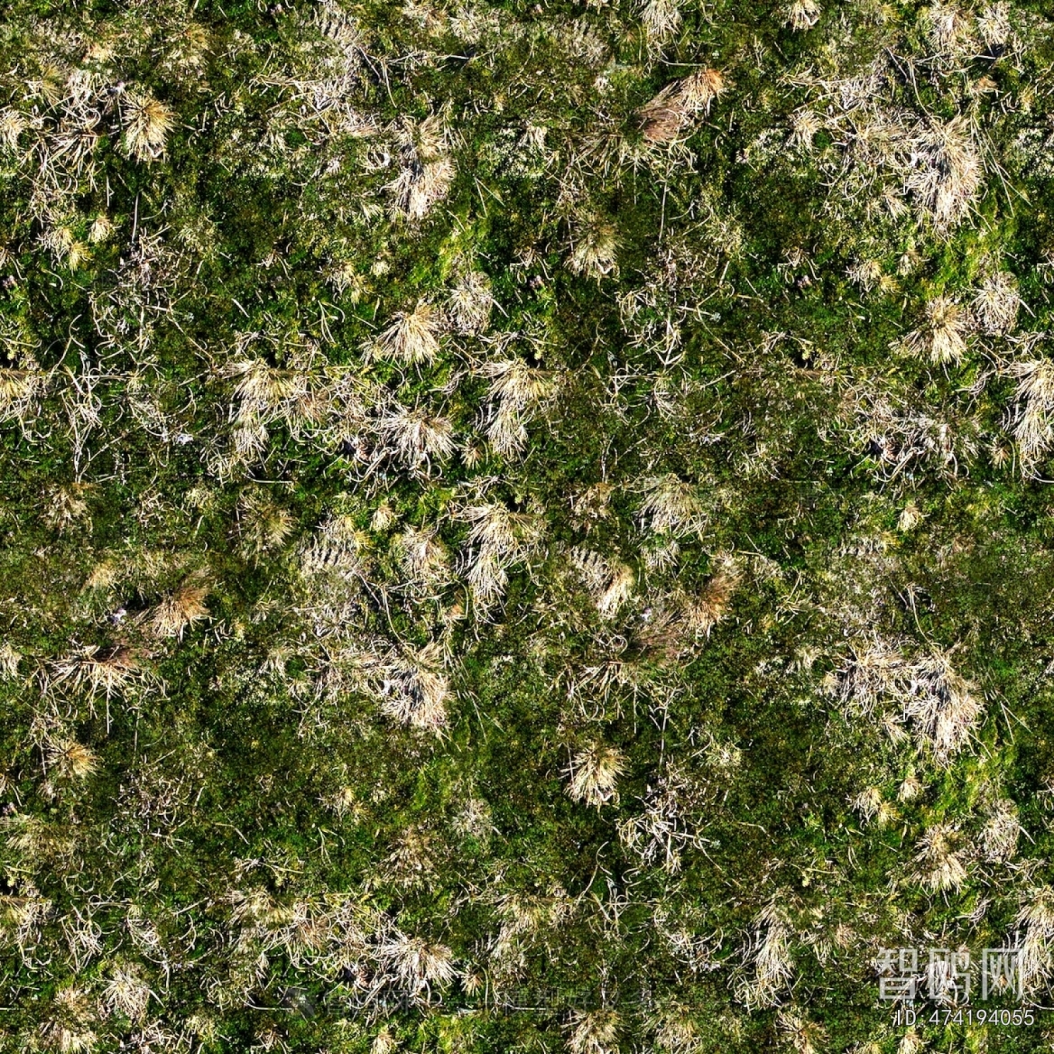 Grass