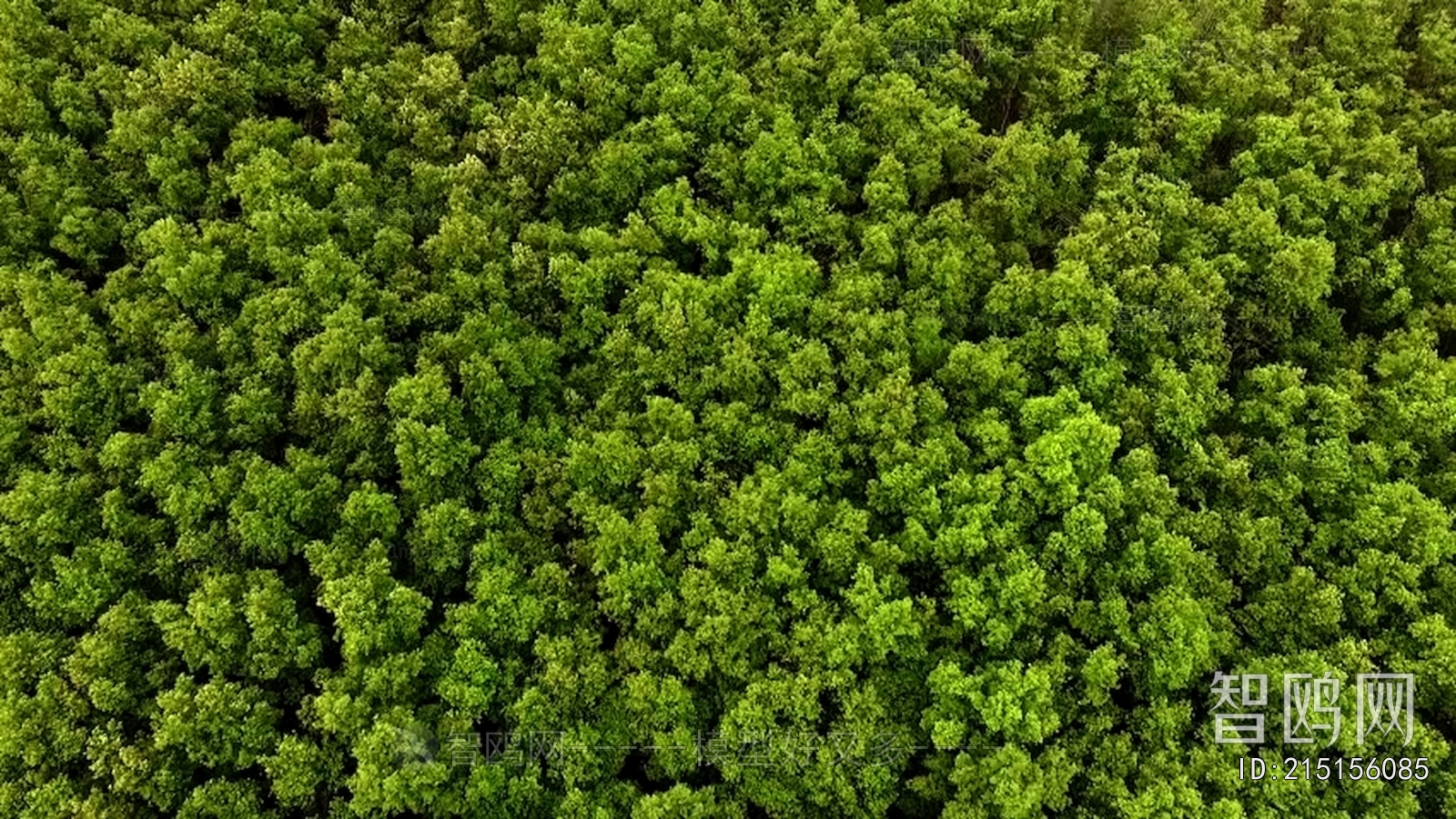 Grass