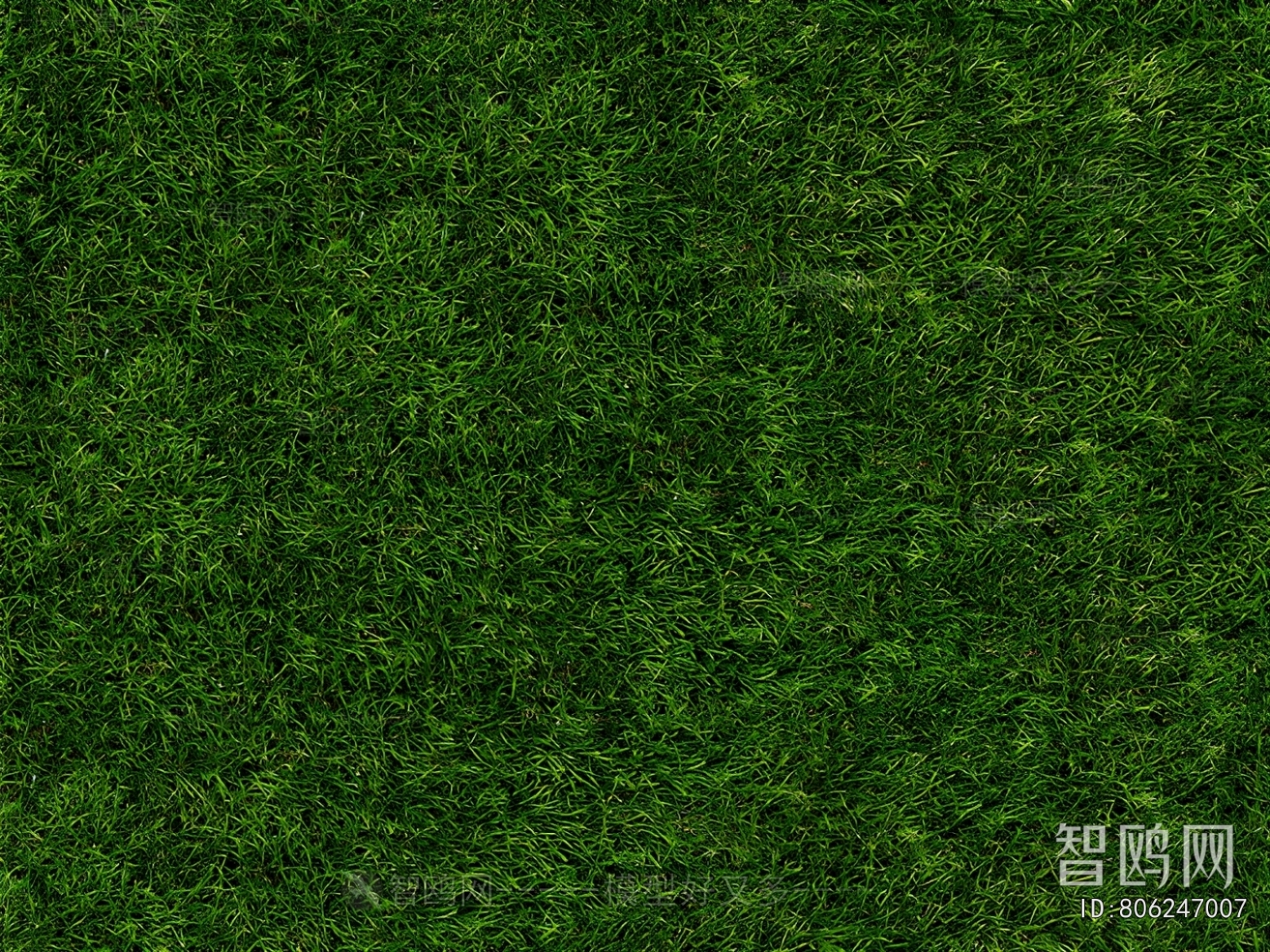 Grass