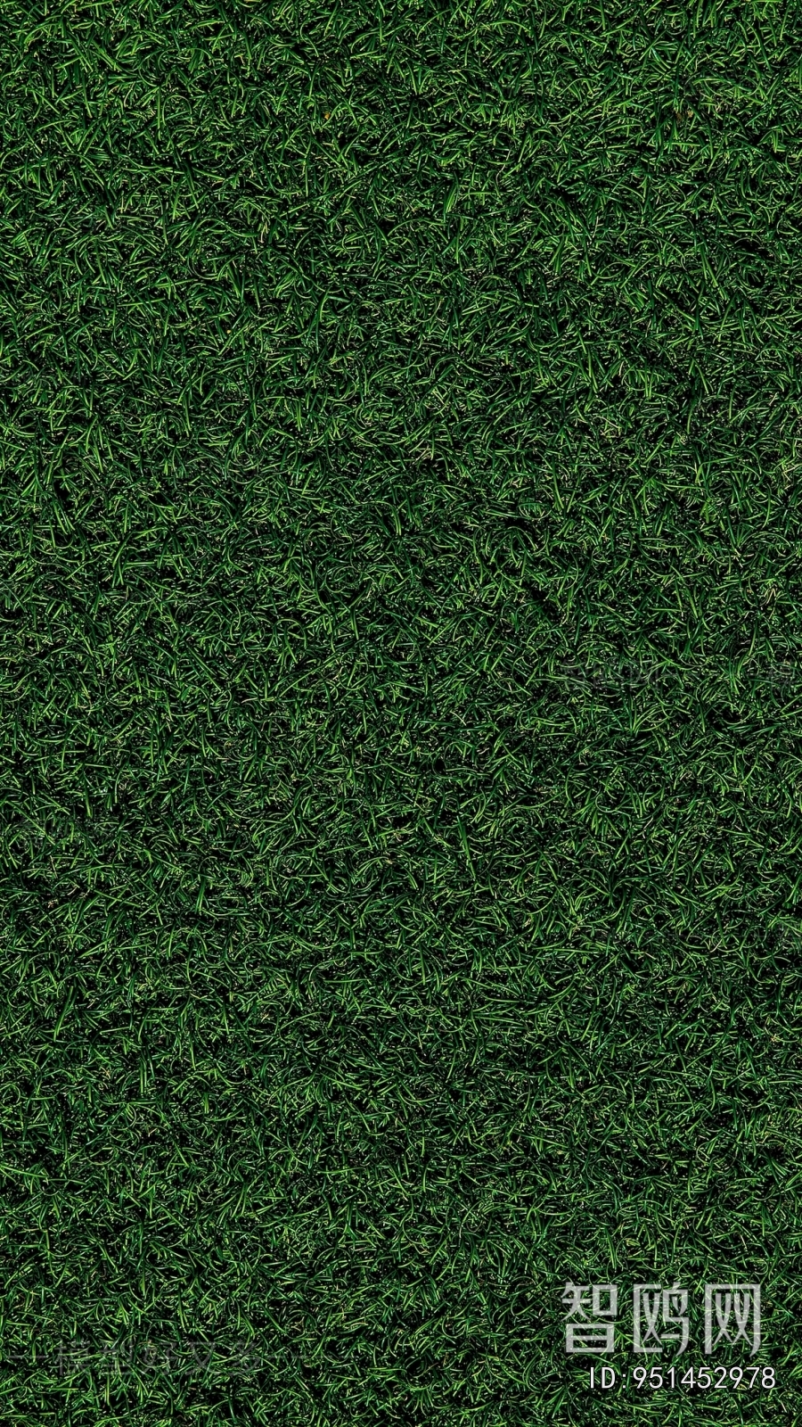 Grass