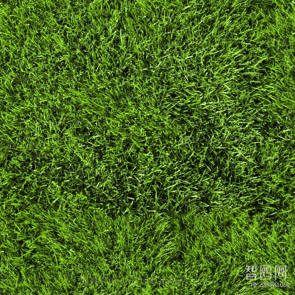 Grass