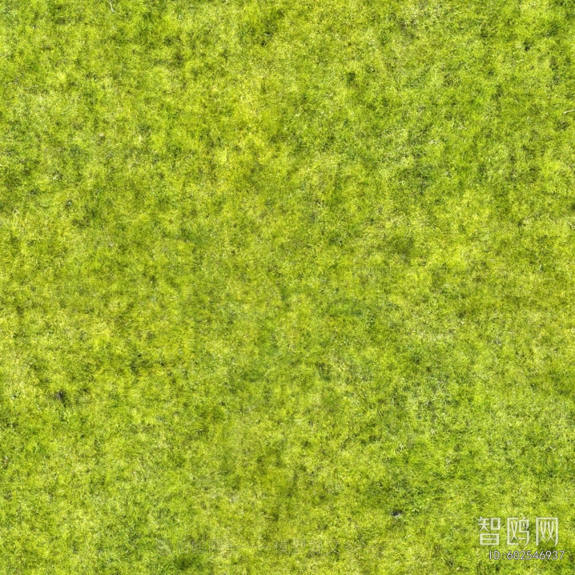 Grass