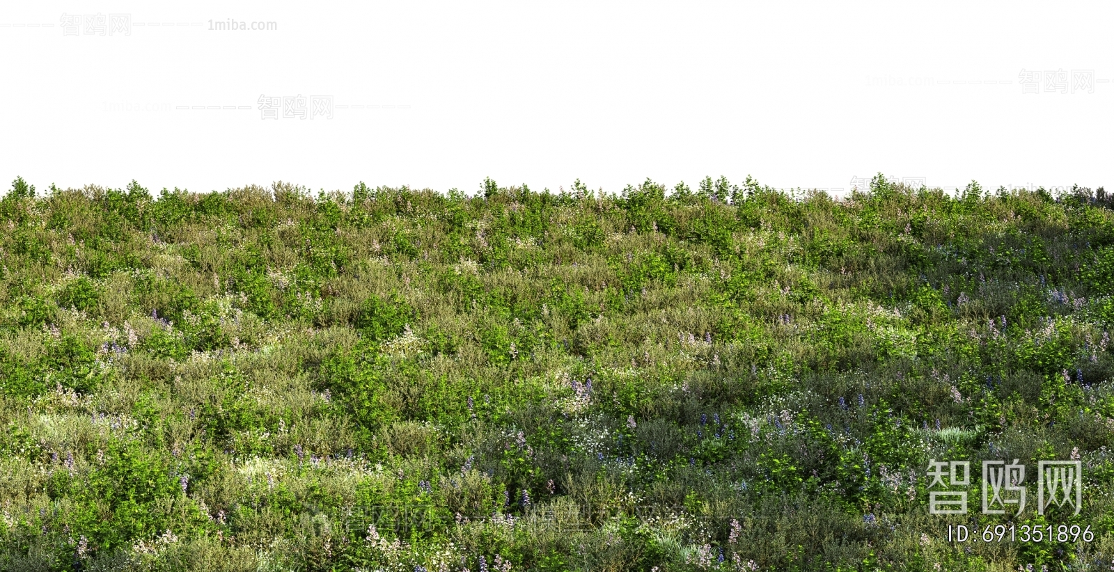 Grass