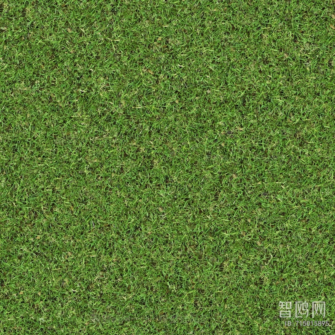 Grass