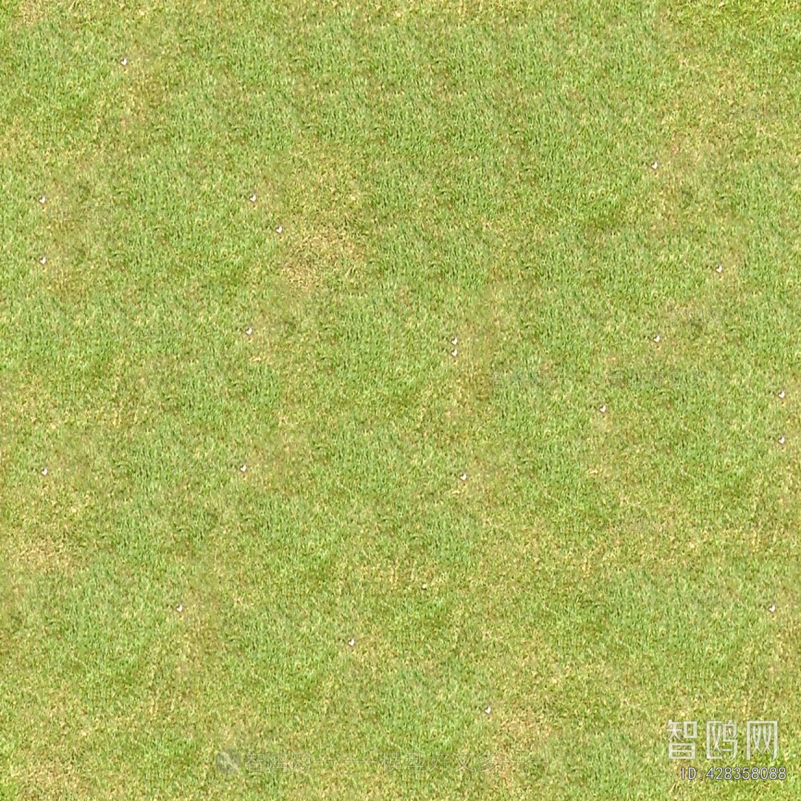 Grass