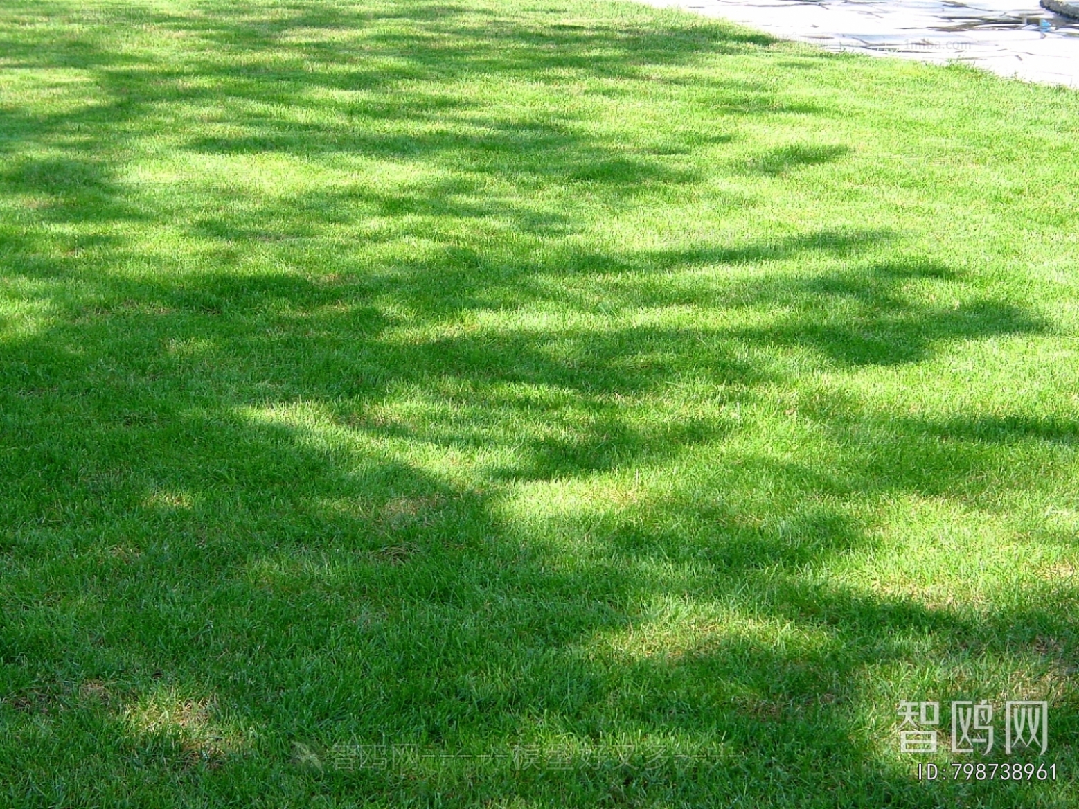 Grass