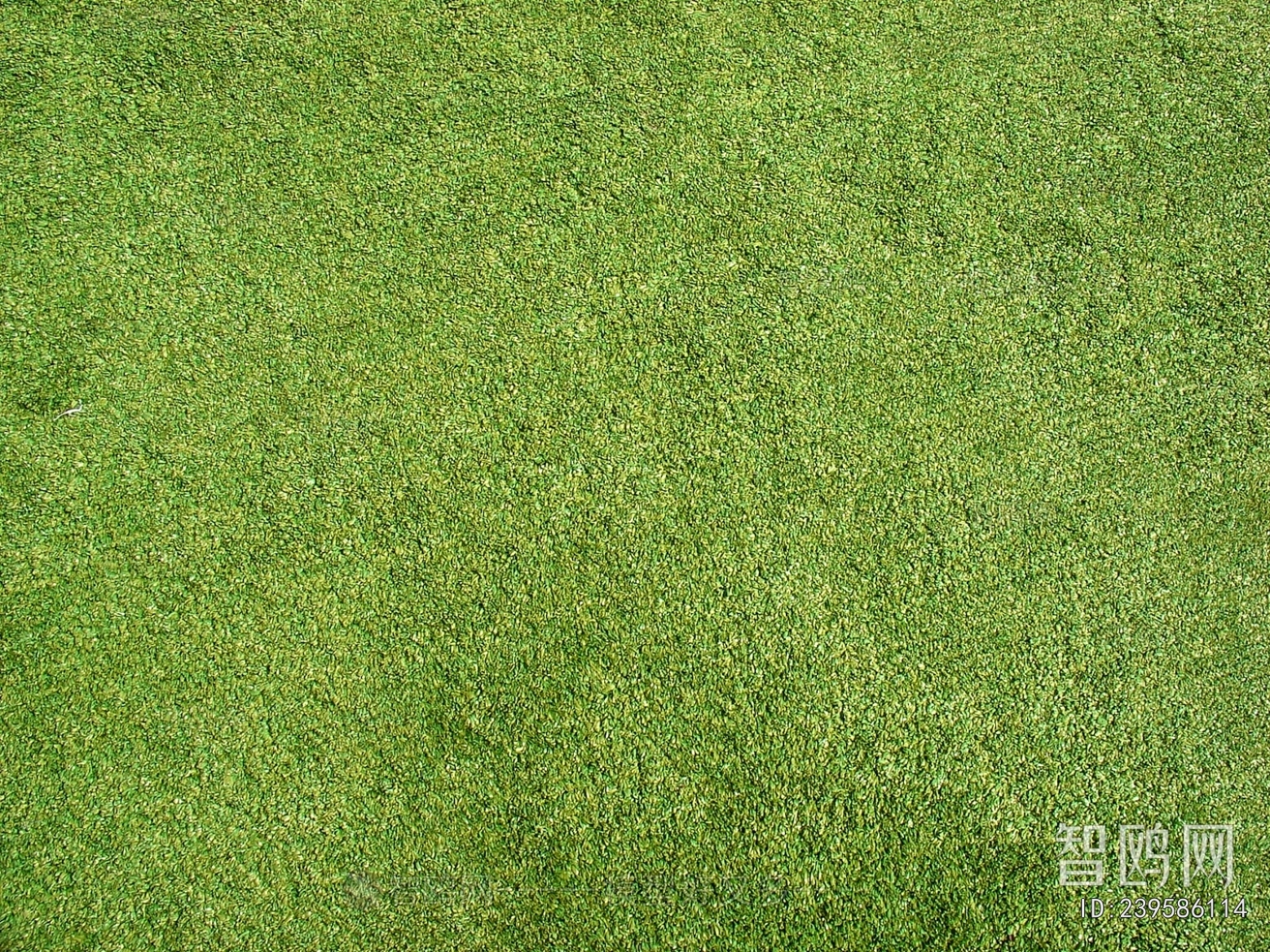 Grass