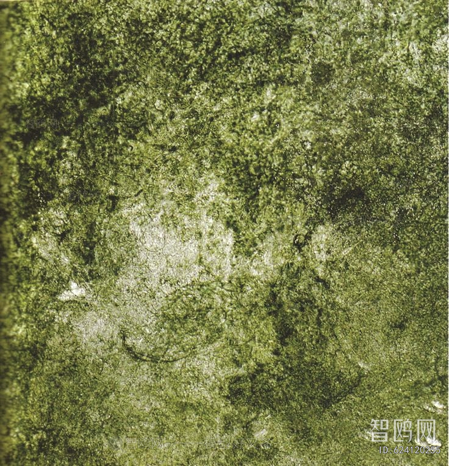 Grass