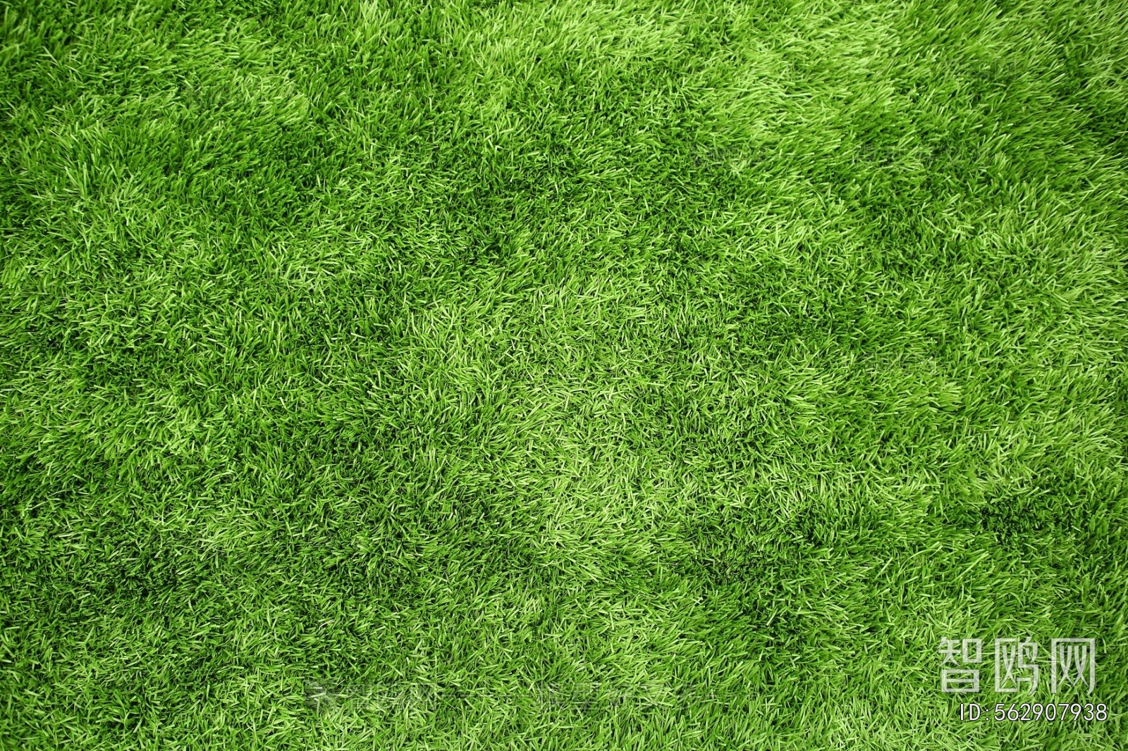Grass