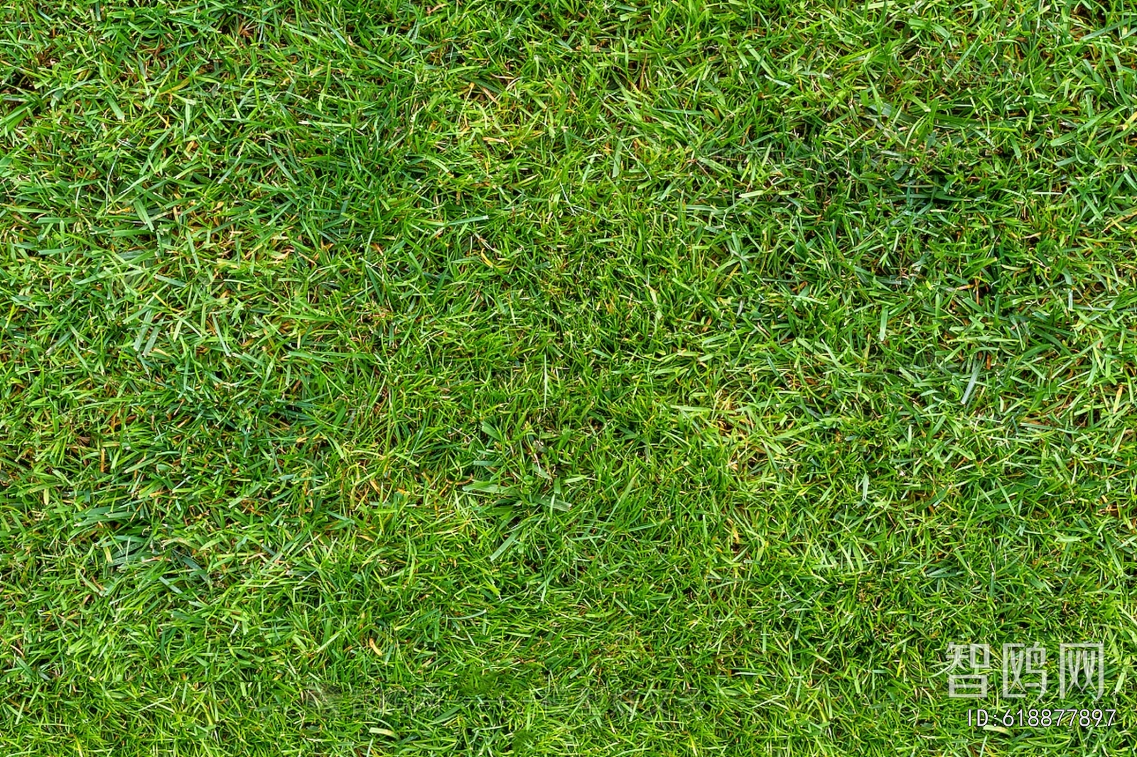 Grass