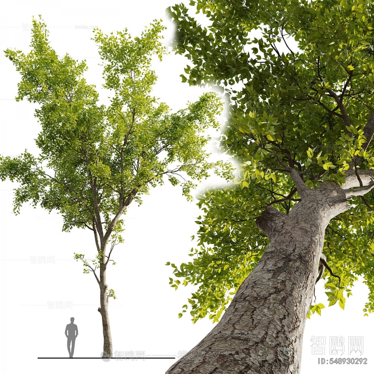 Modern Tree