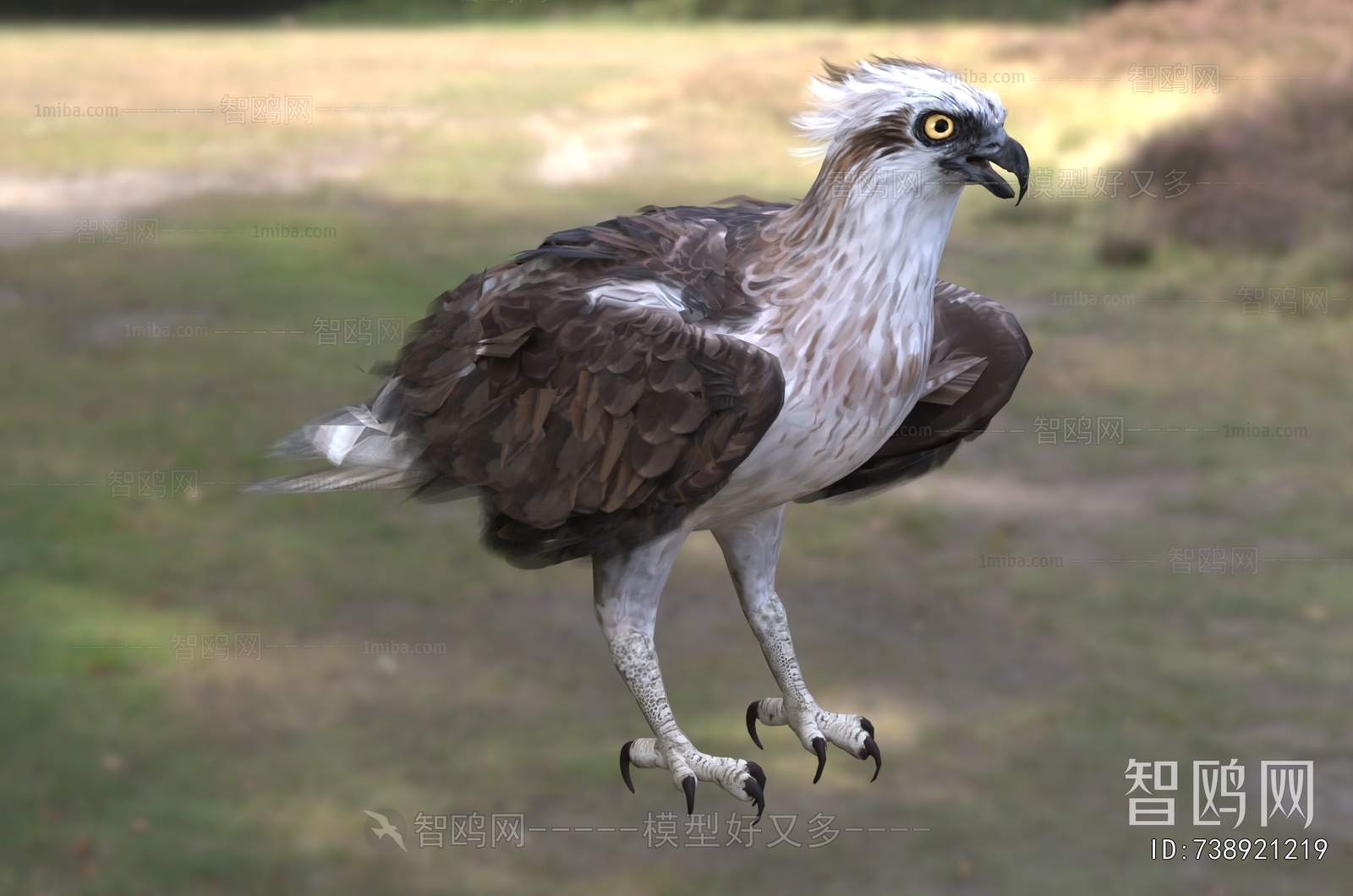 Modern Flying Animals