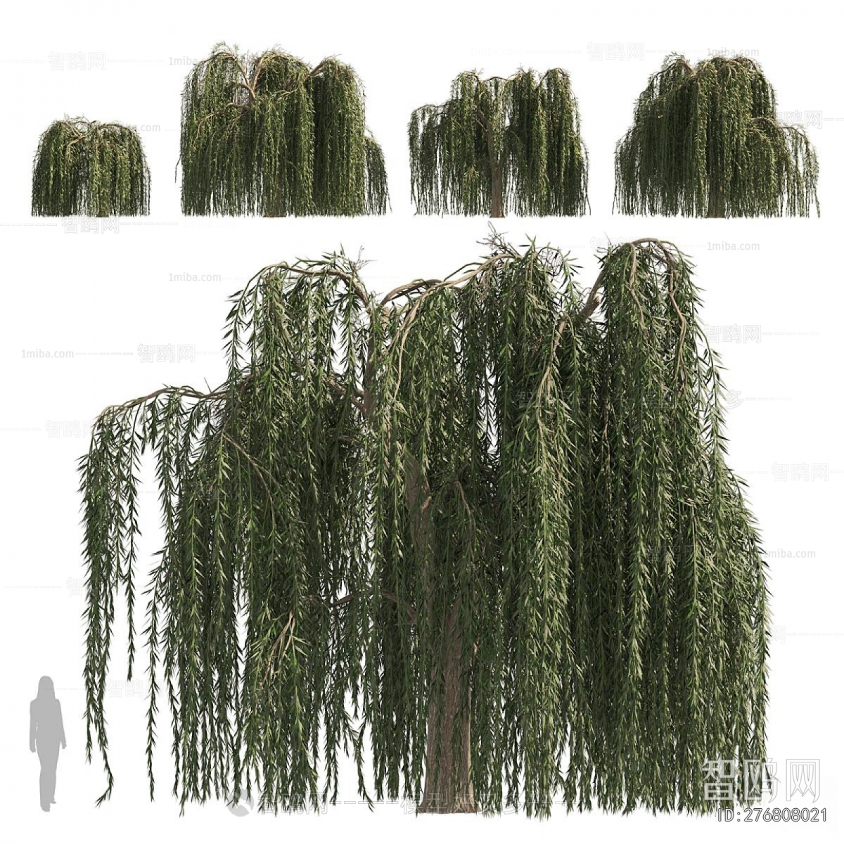 Modern Chlorophytum Comosum