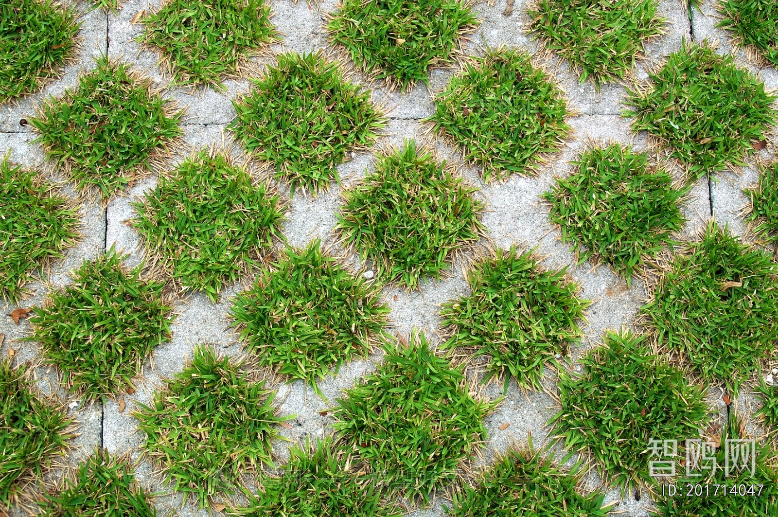 Grass