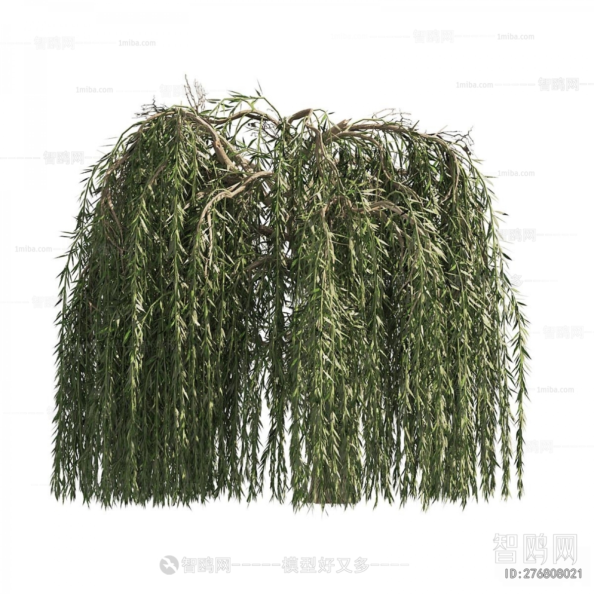 Modern Chlorophytum Comosum