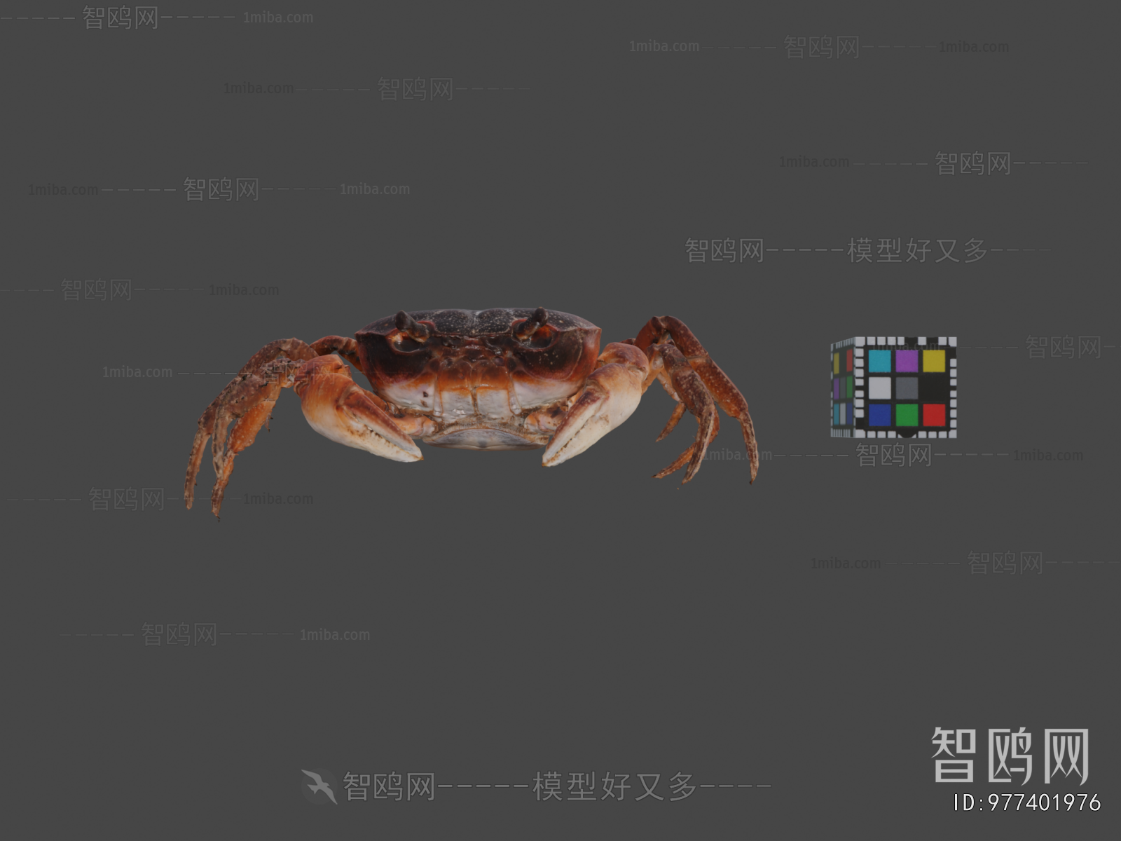 Modern Animal