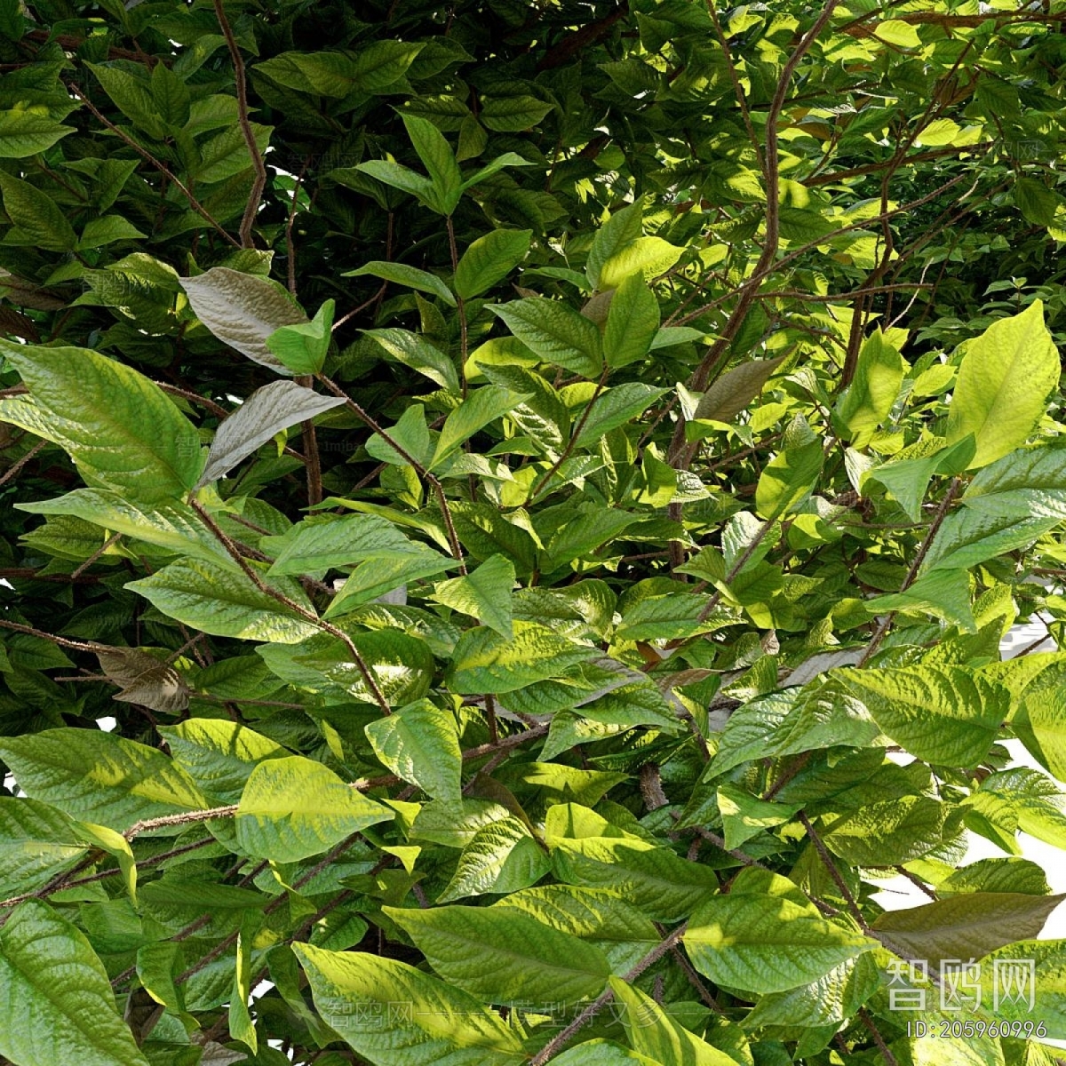 Modern Shrubbery