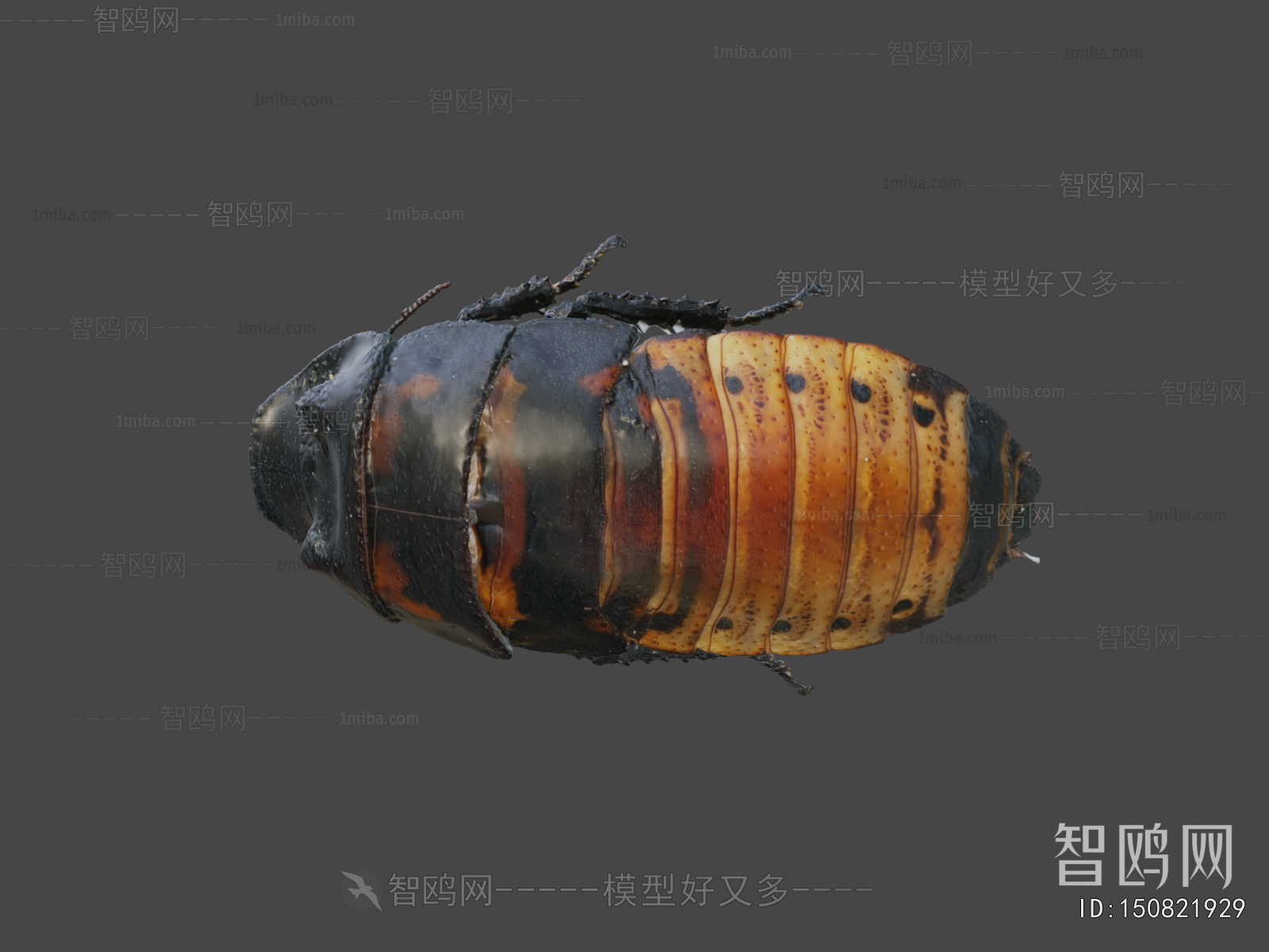 Modern Animal