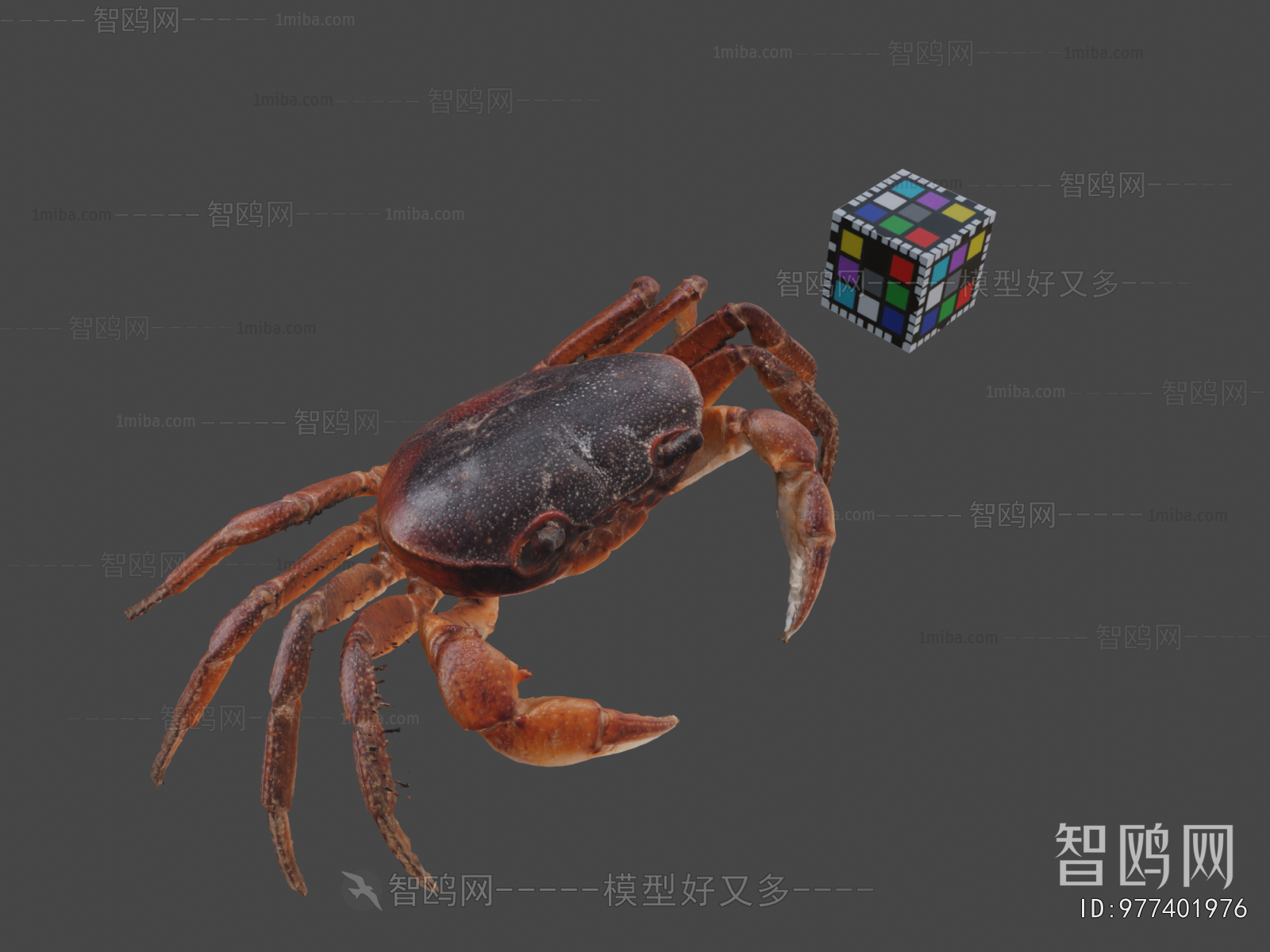 Modern Animal
