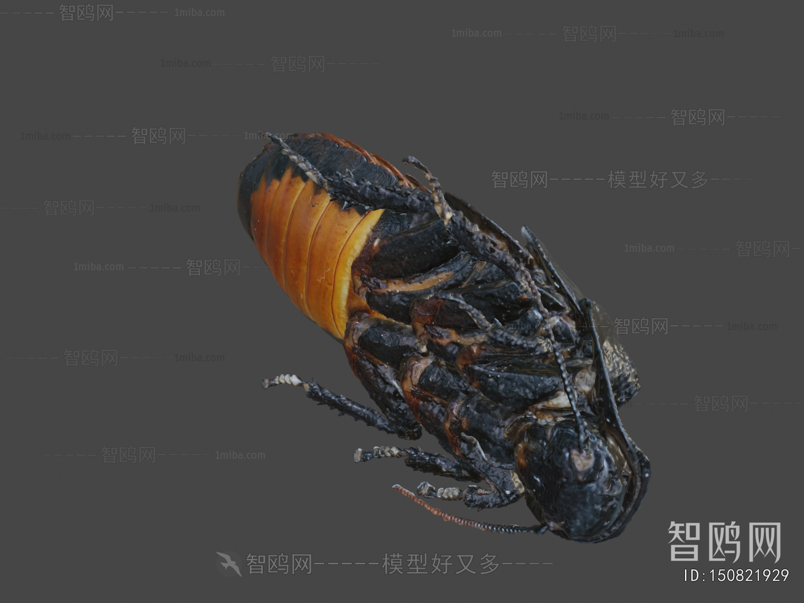 Modern Animal