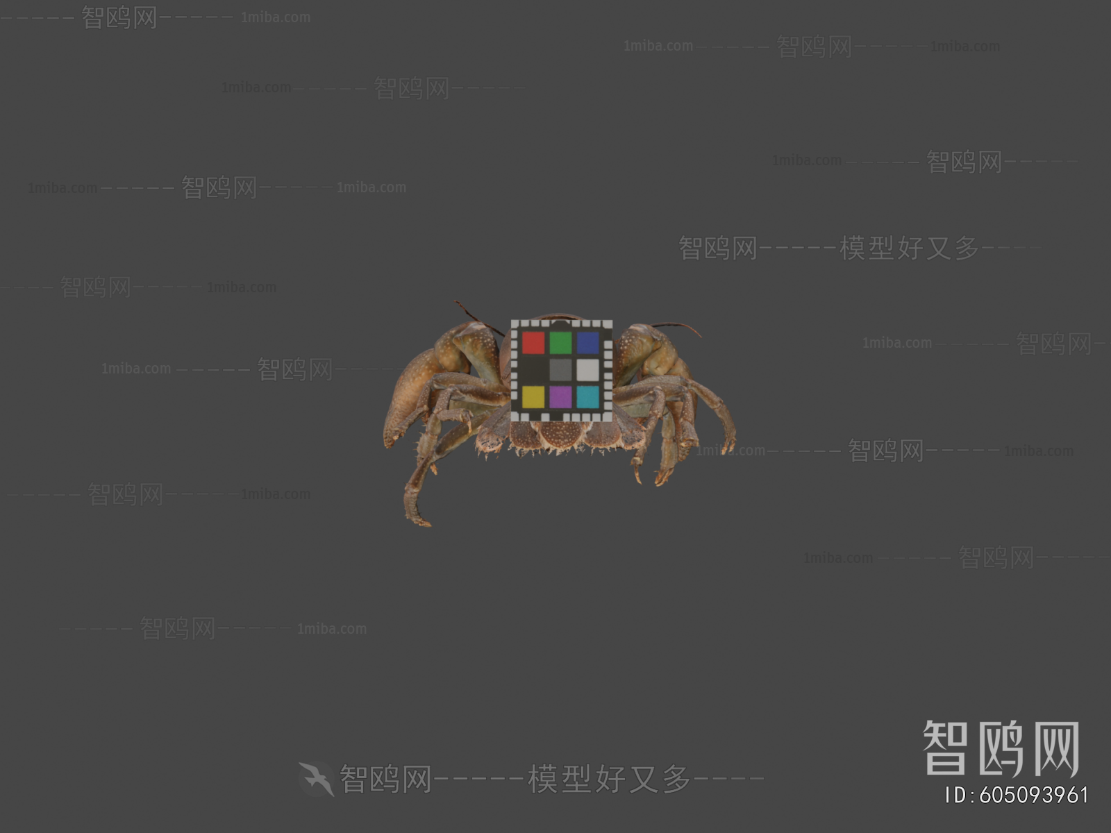 Modern Animal