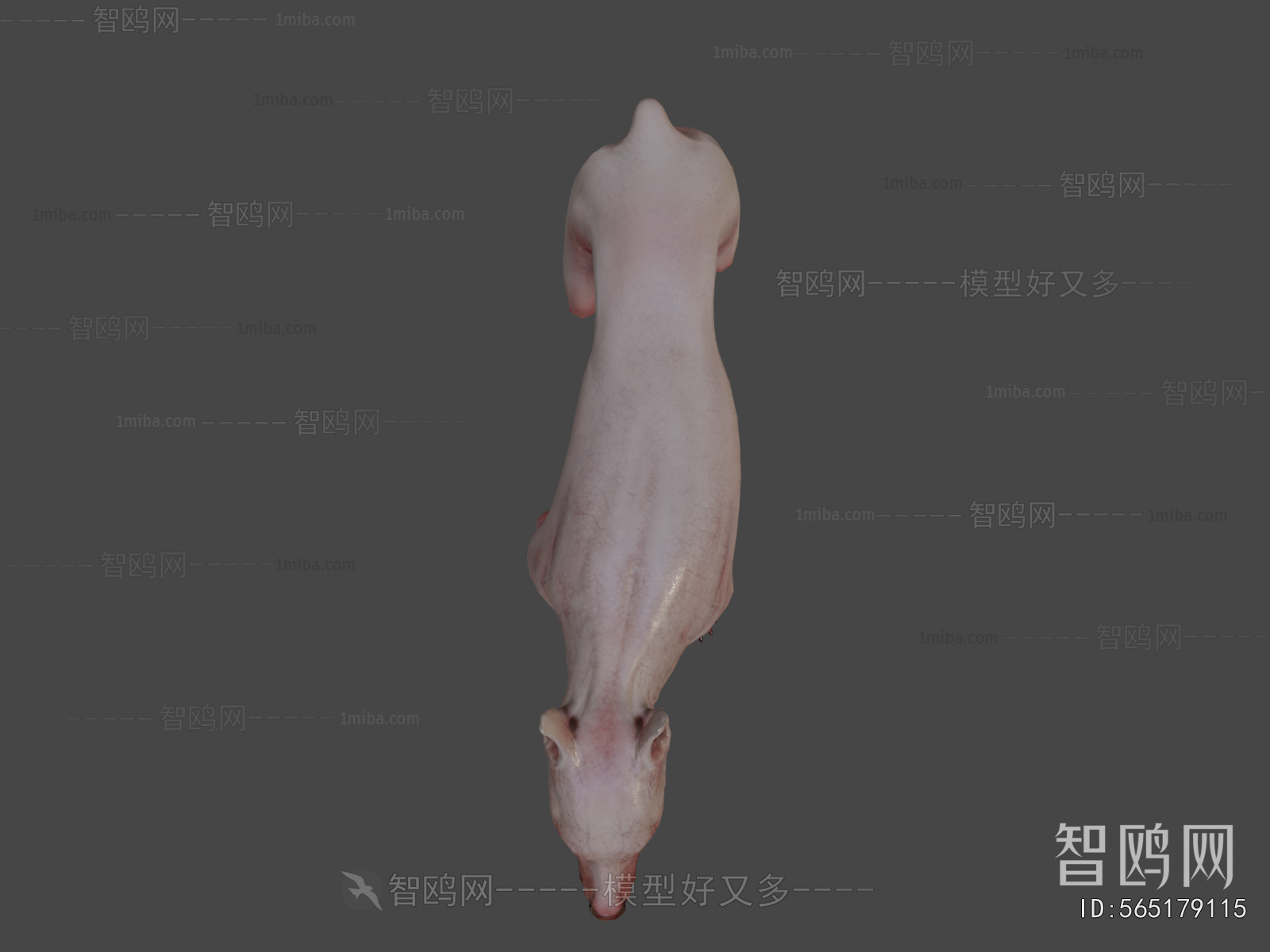 Modern Animal Dog