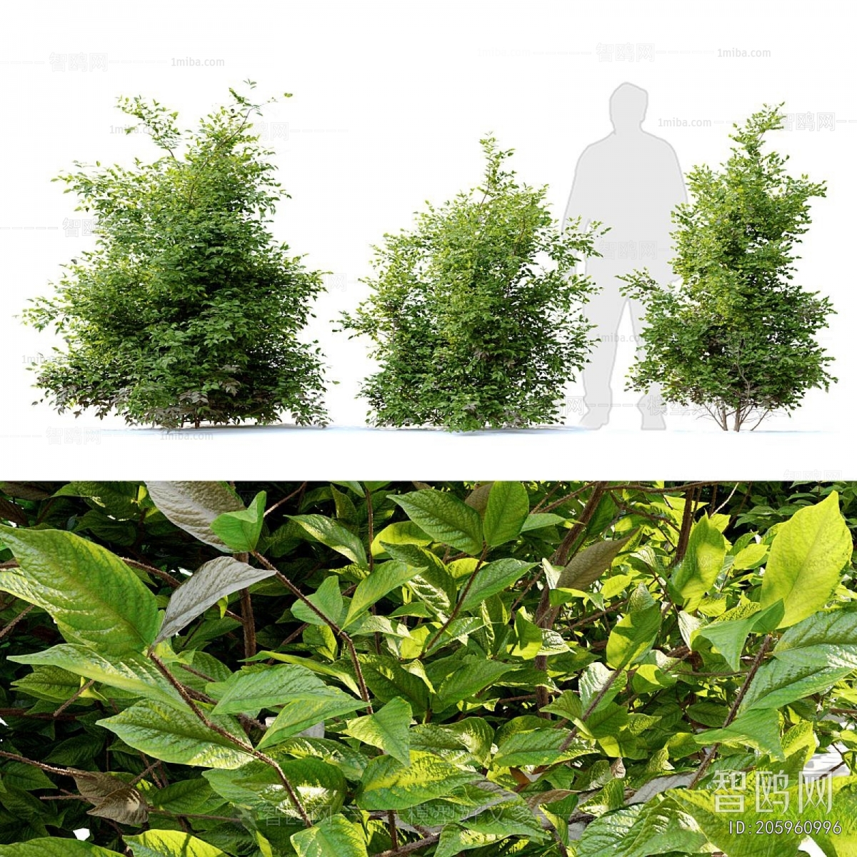 Modern Shrubbery