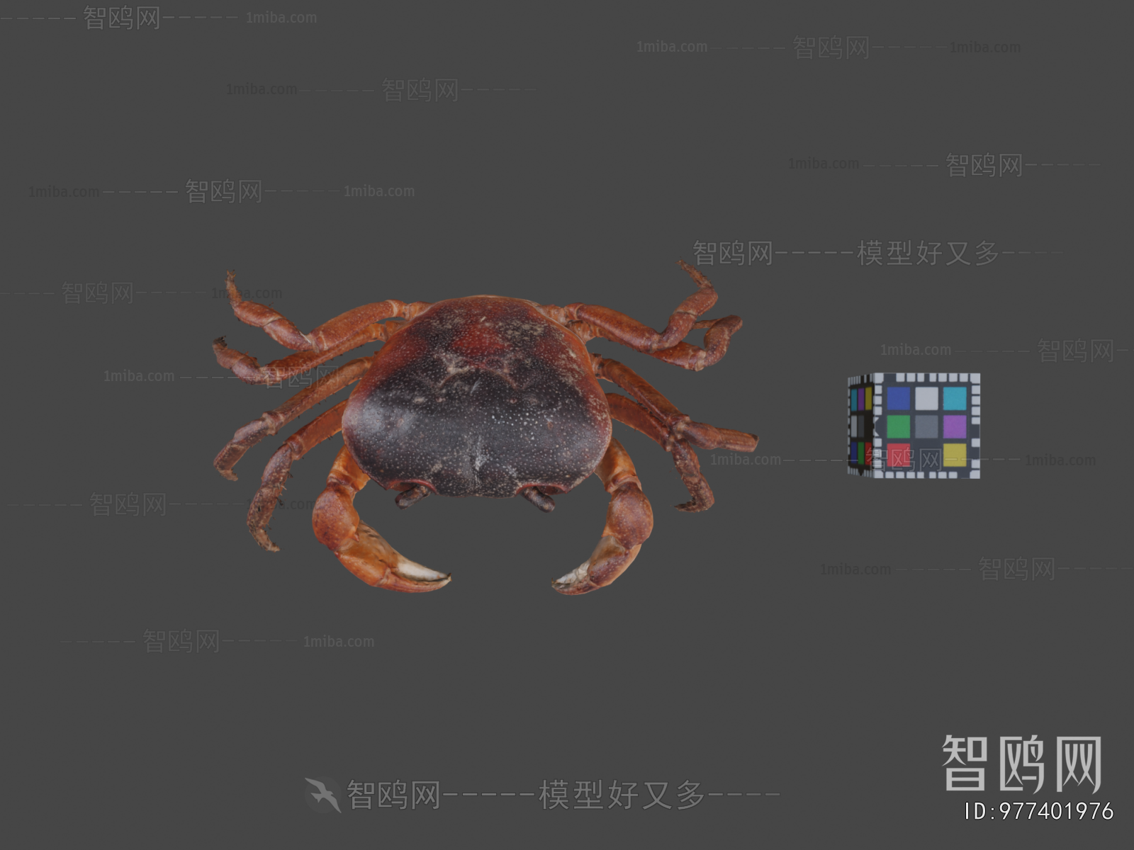 Modern Animal