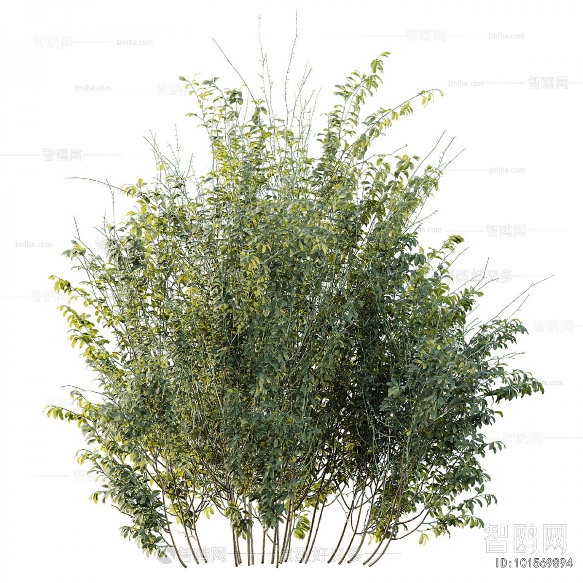 Modern Shrubbery