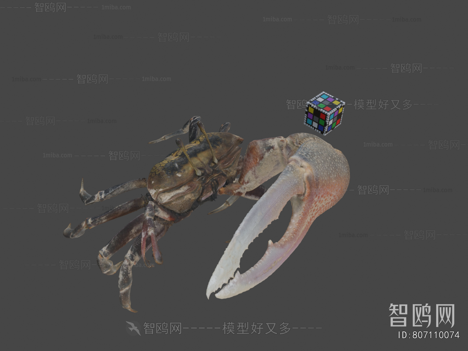 Modern Animal