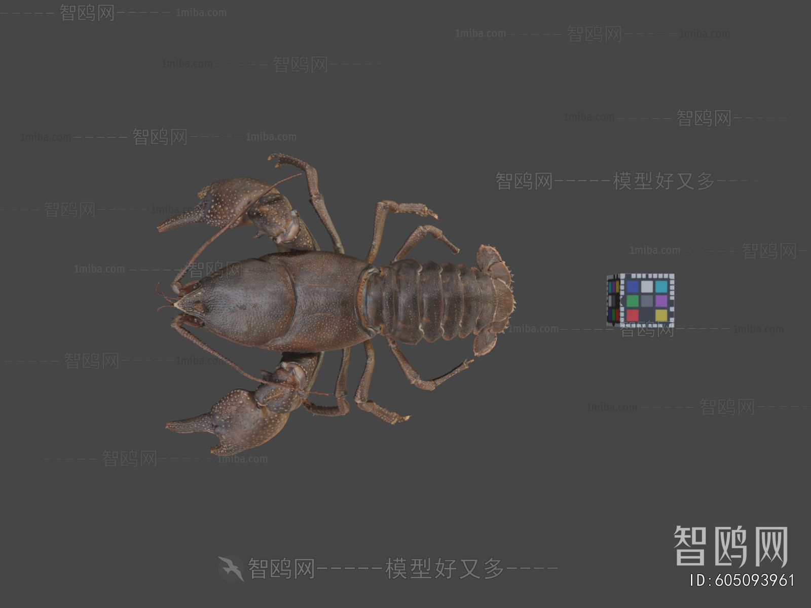 Modern Animal