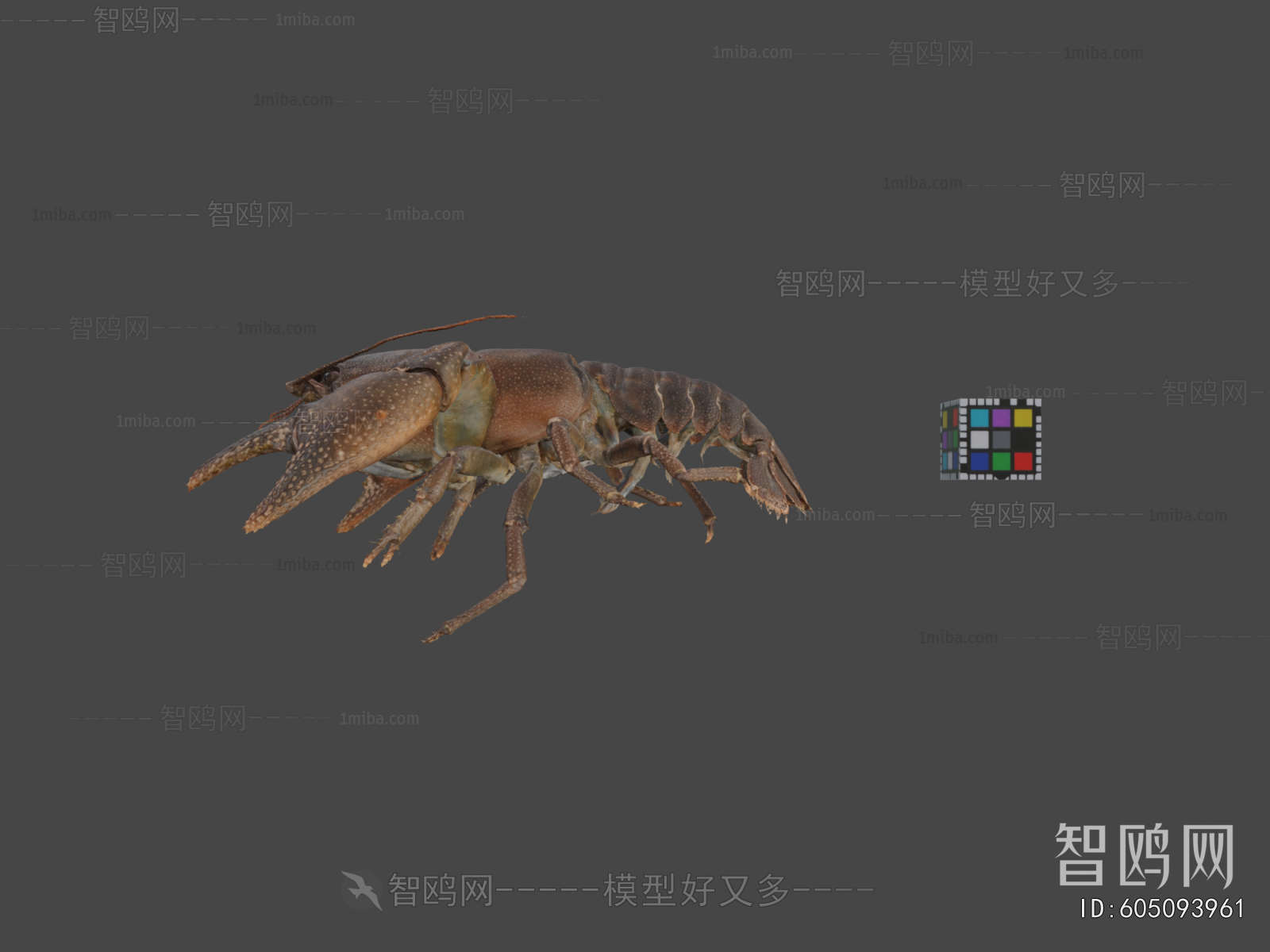 Modern Animal