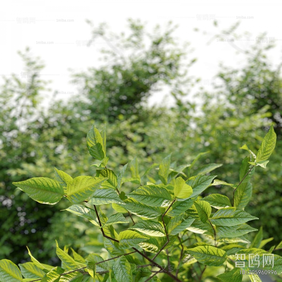 Modern Shrubbery