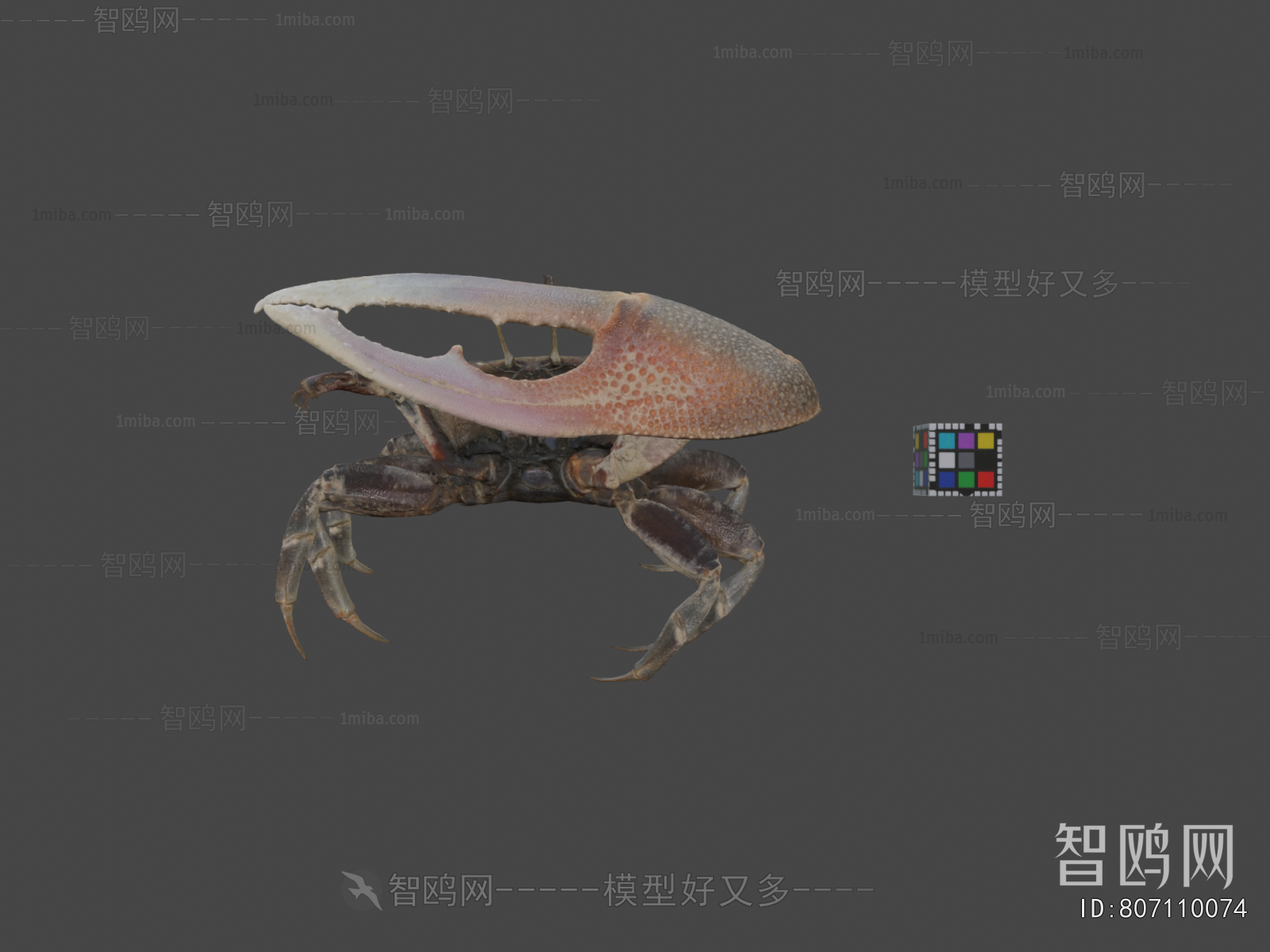 Modern Animal