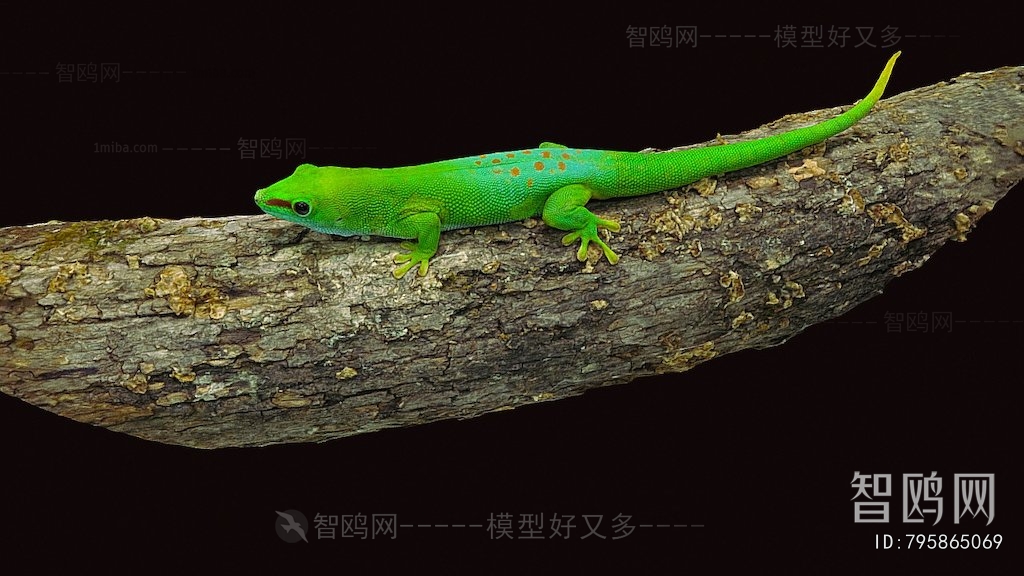Modern Reptile
